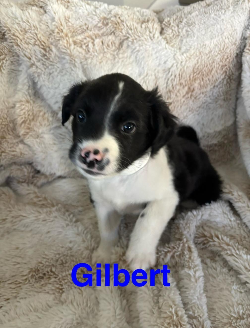 Enlarge Gilbert, a Adoptable Mixed Breed in San Diego, CA image 1/3