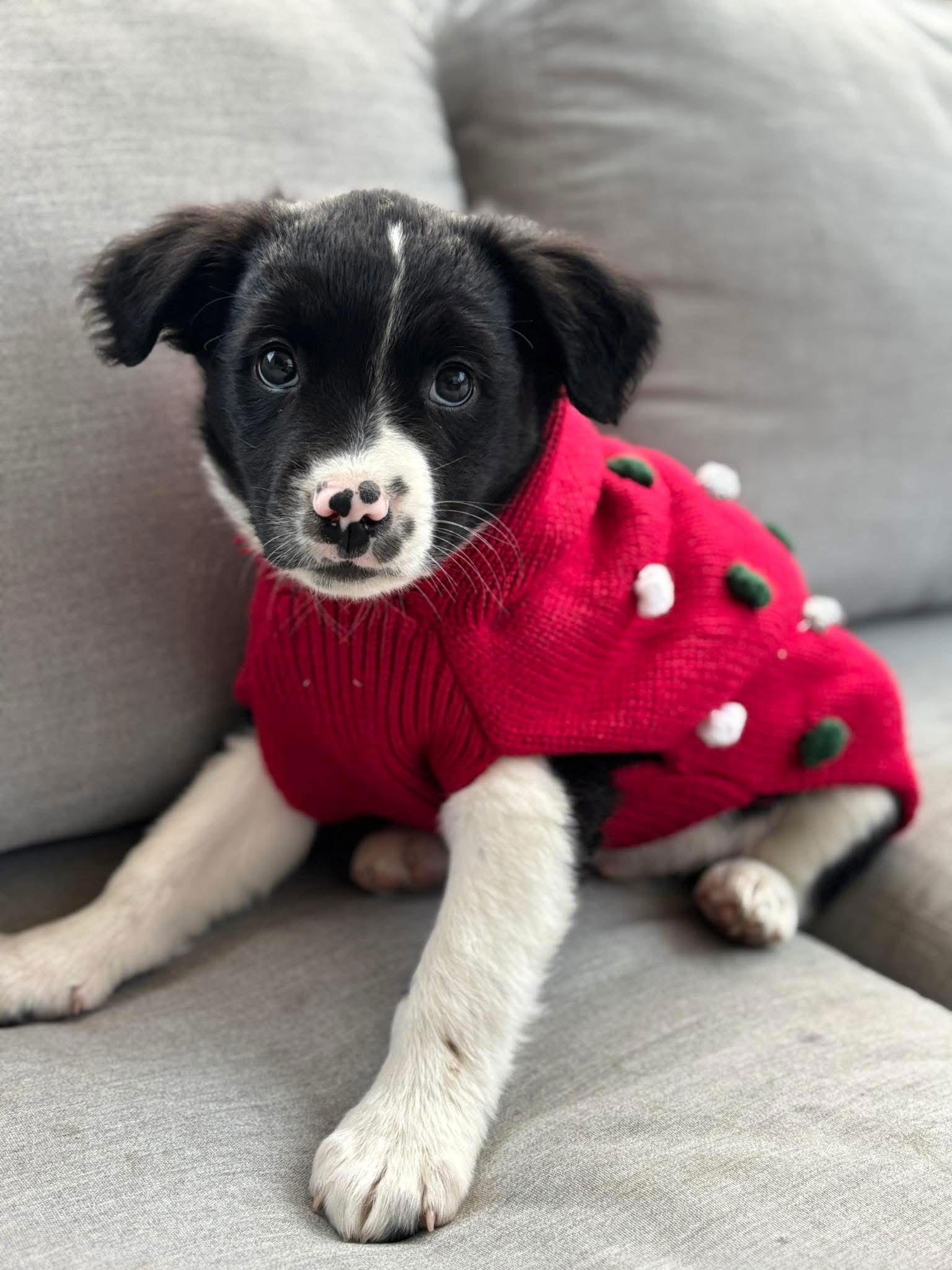 Enlarge Gilbert, a Adoptable Mixed Breed in San Diego, CA image 2/3