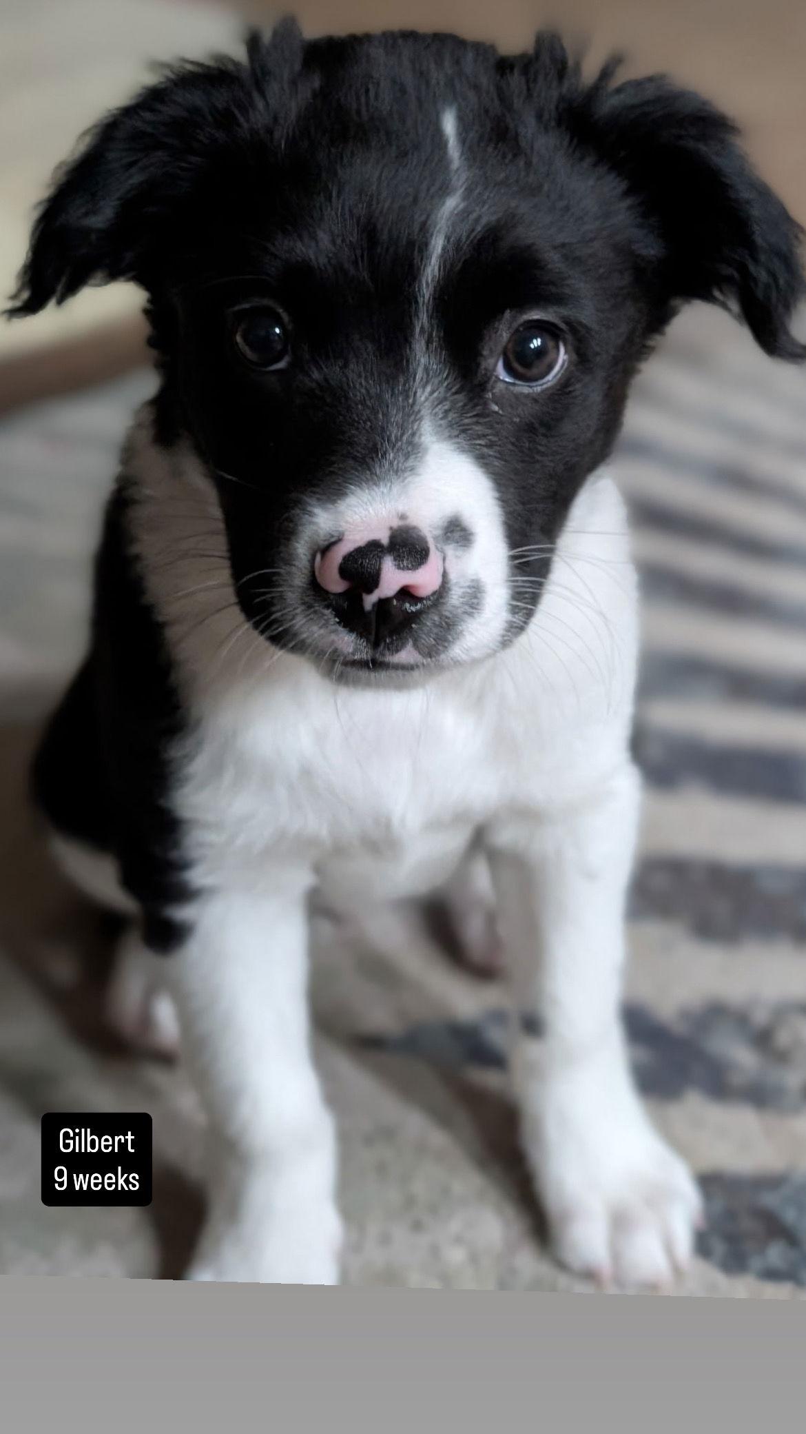 Enlarge Gilbert, a Adoptable Mixed Breed in San Diego, CA image 3/3