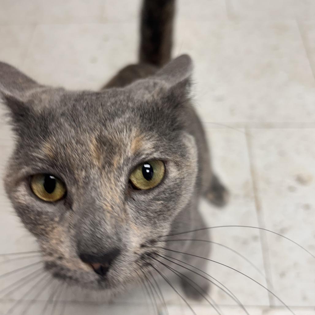 Bella, Adoptable, Adult Female American Shorthair.