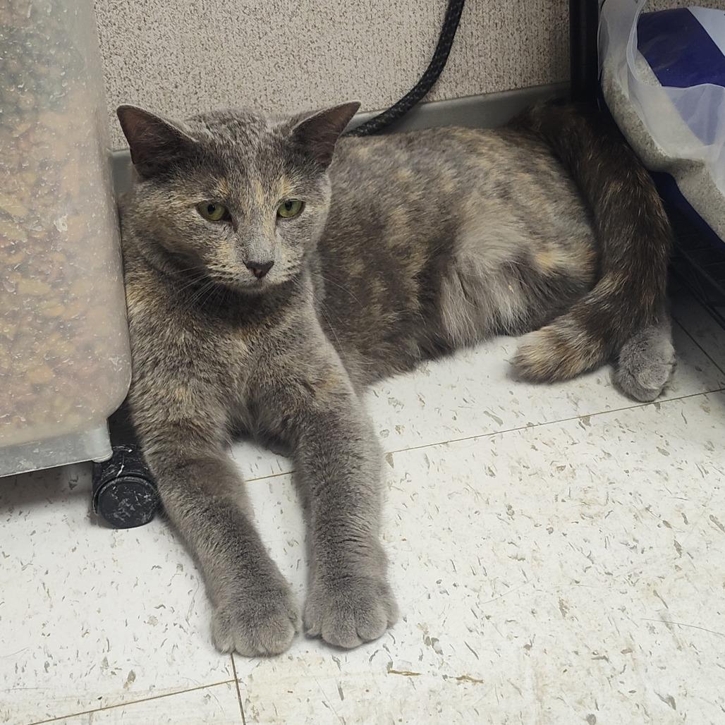 Enlarge Bella, a Adoptable American Shorthair in Bendena, KS image 2/4