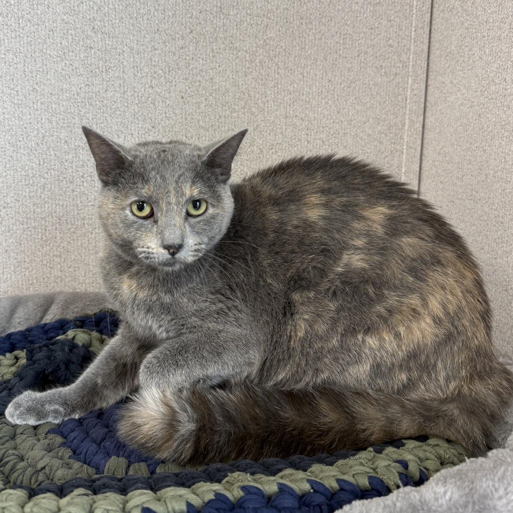 Enlarge Bella, a Adoptable American Shorthair in Bendena, KS image 3/4