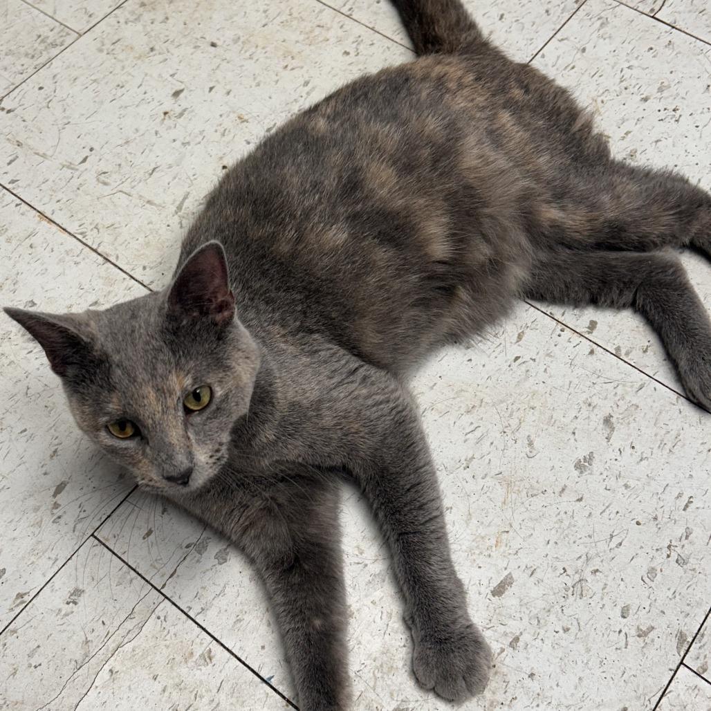 Enlarge Bella, a Adoptable American Shorthair in Bendena, KS image 4/4