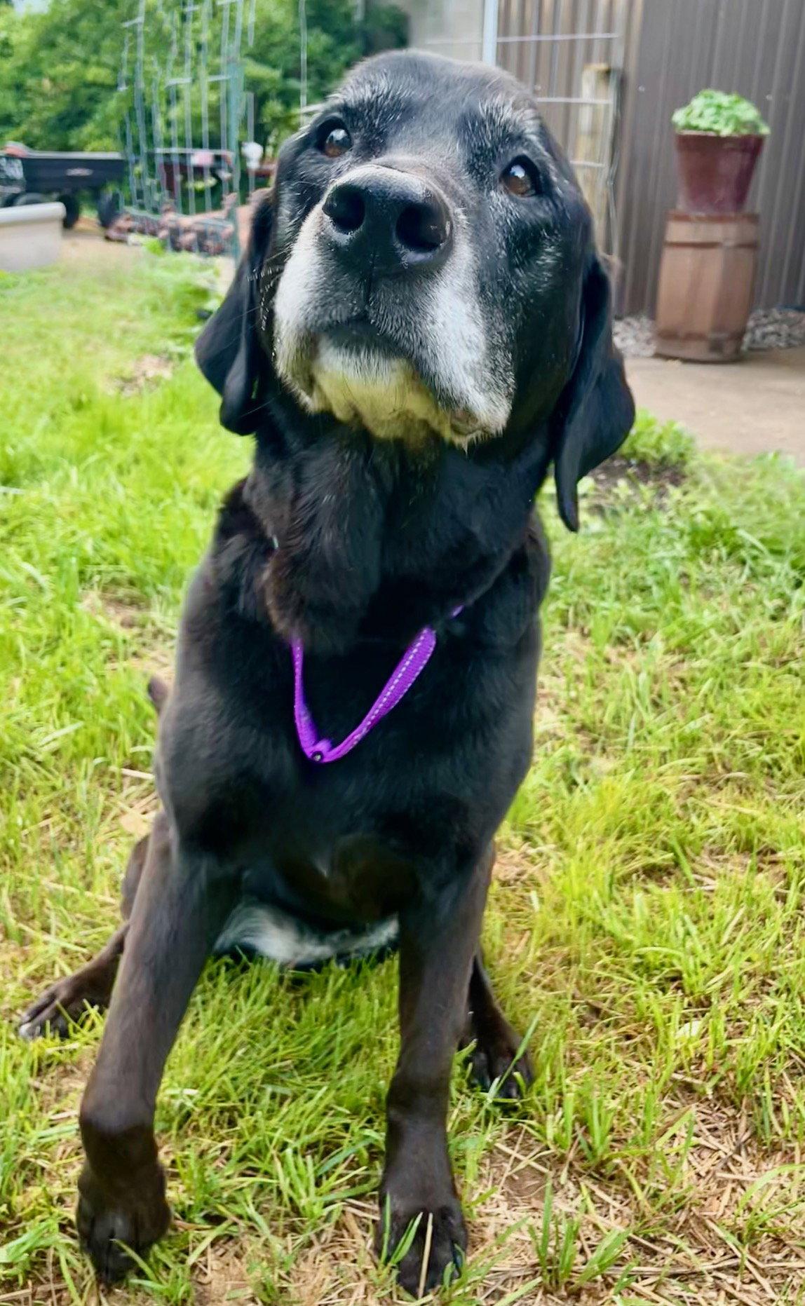 Daisy Ann, Adoptable, Senior Female Black Labrador Retriever.