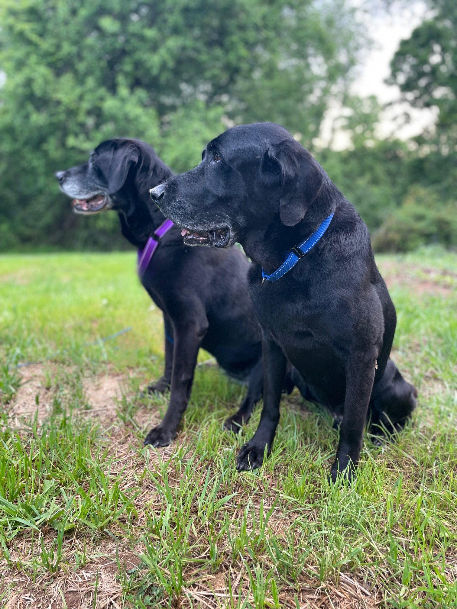 Daisy Ann, a Adoptable Black Labrador Retriever in Berwick, PA image 2/2