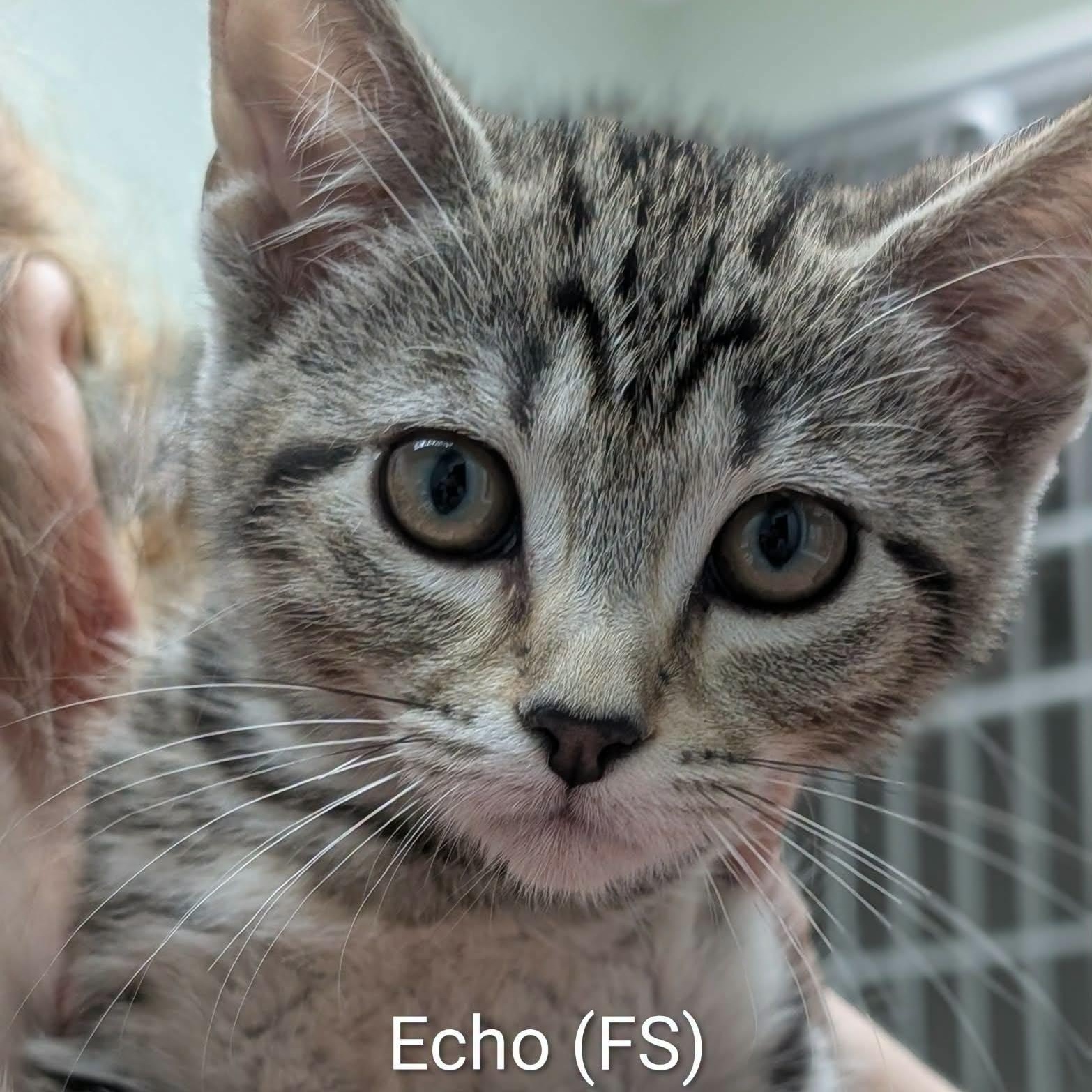 Echo