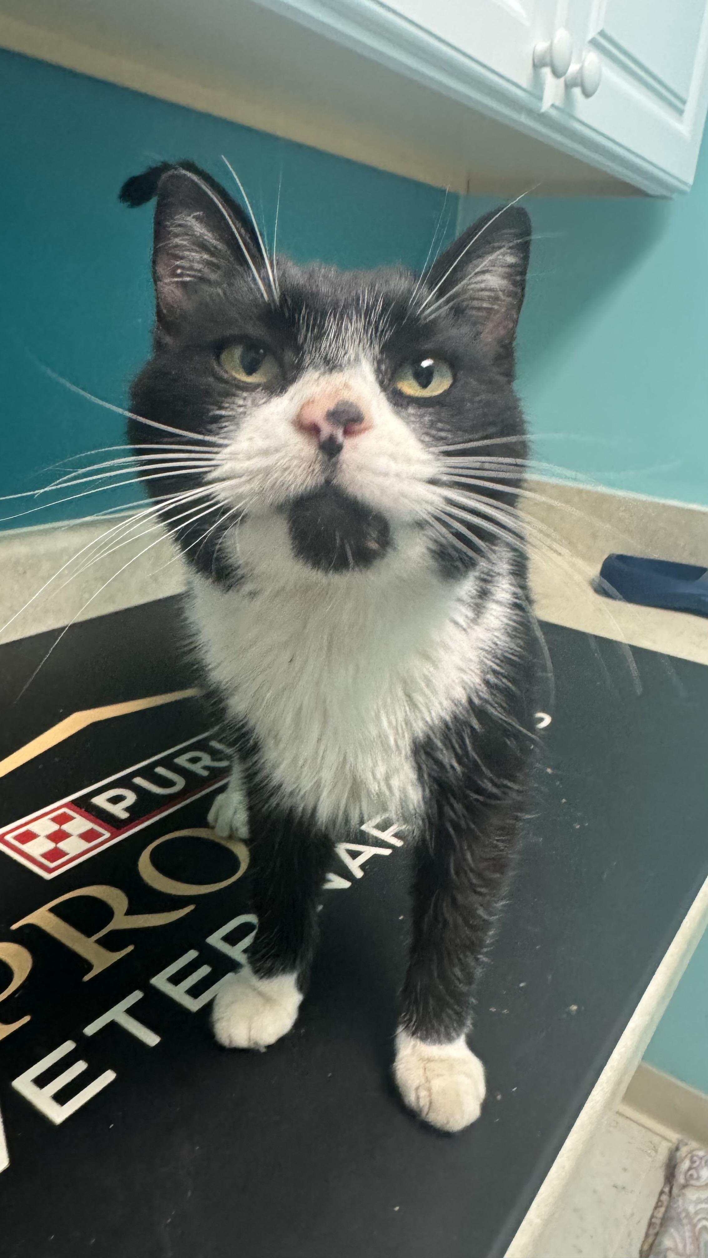 Muffin, ADOPTABLE, Adult Male Domestic Short Hair.