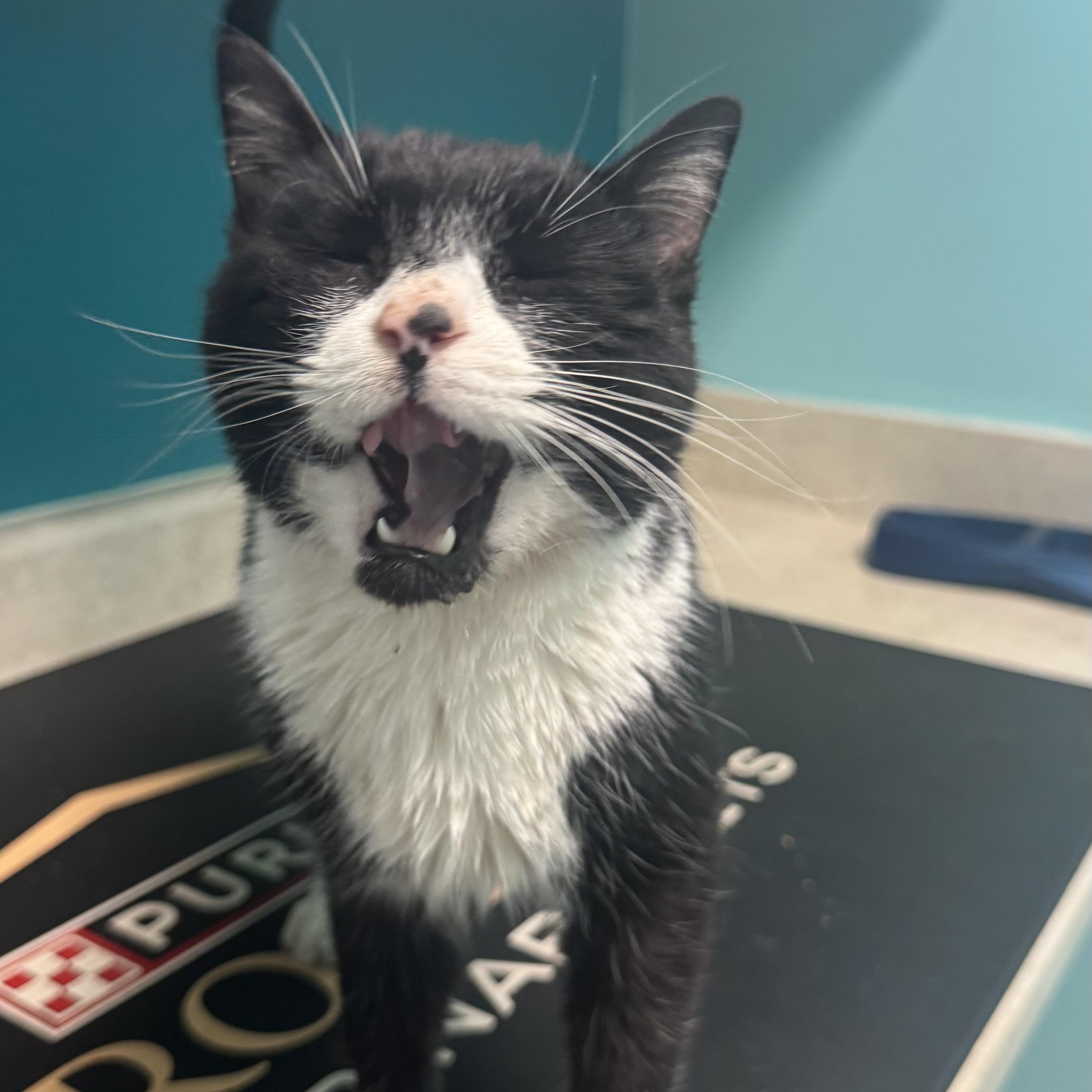 Enlarge Muffin, a ADOPTABLE Domestic Short Hair in Fall River, MA image 3/4