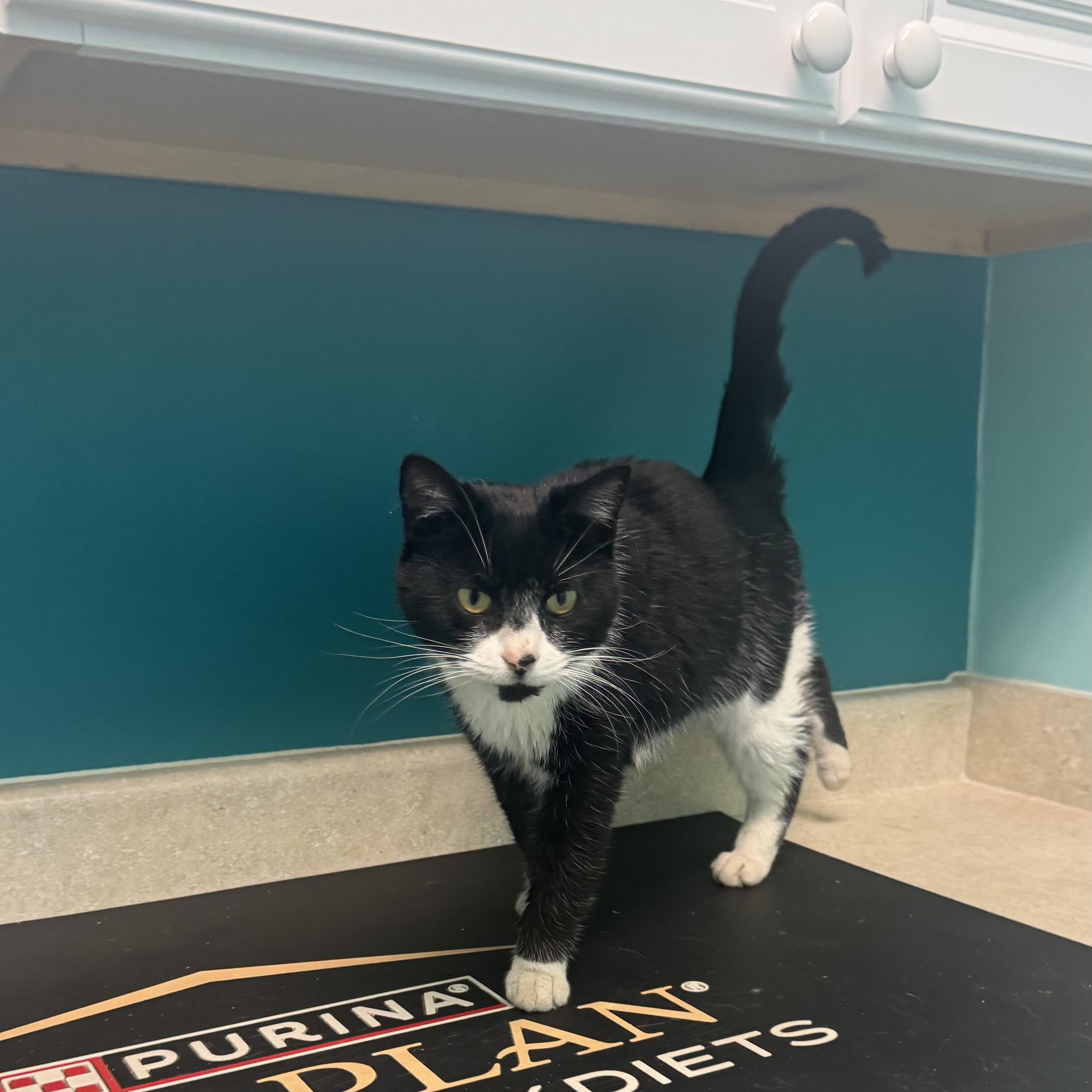 Enlarge Muffin, a ADOPTABLE Domestic Short Hair in Fall River, MA image 2/4