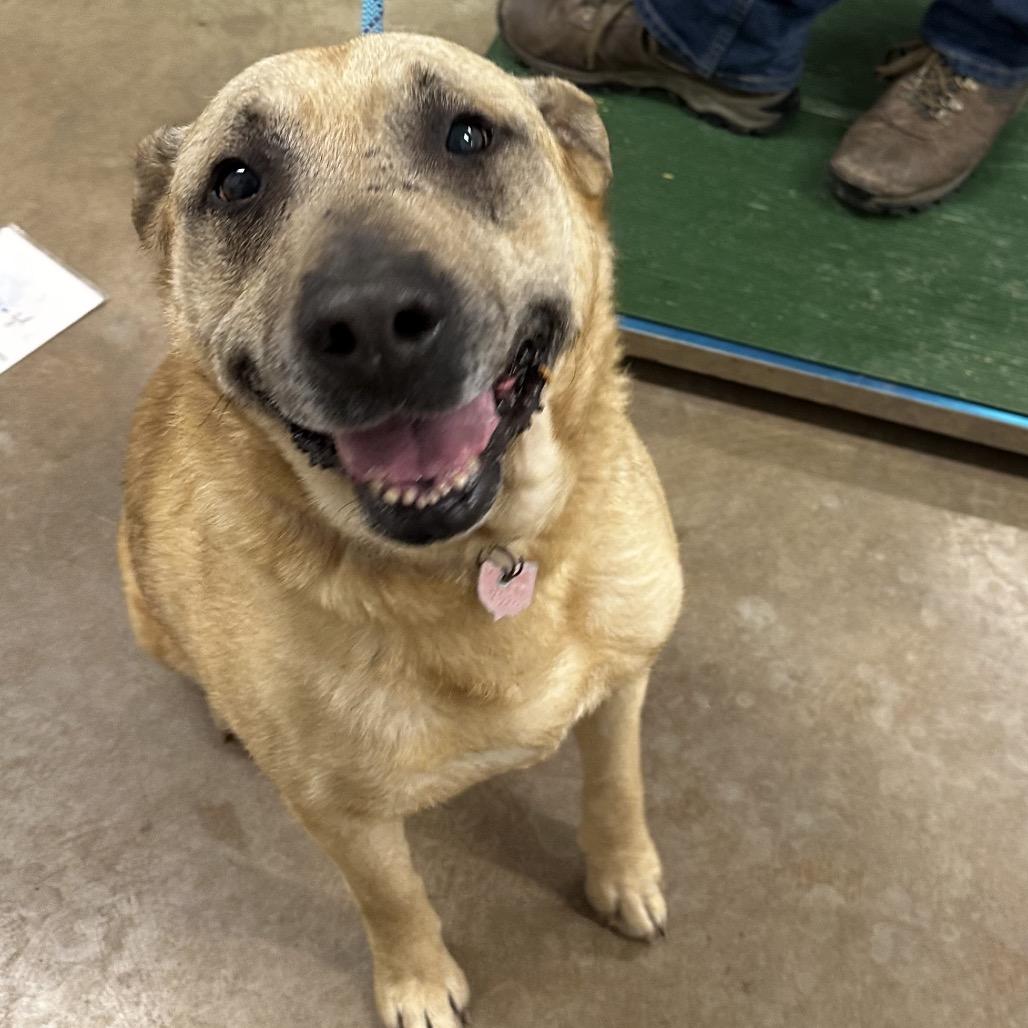 Salsa, Adoptable, Senior Female German Shepherd Dog & Mixed Breed.