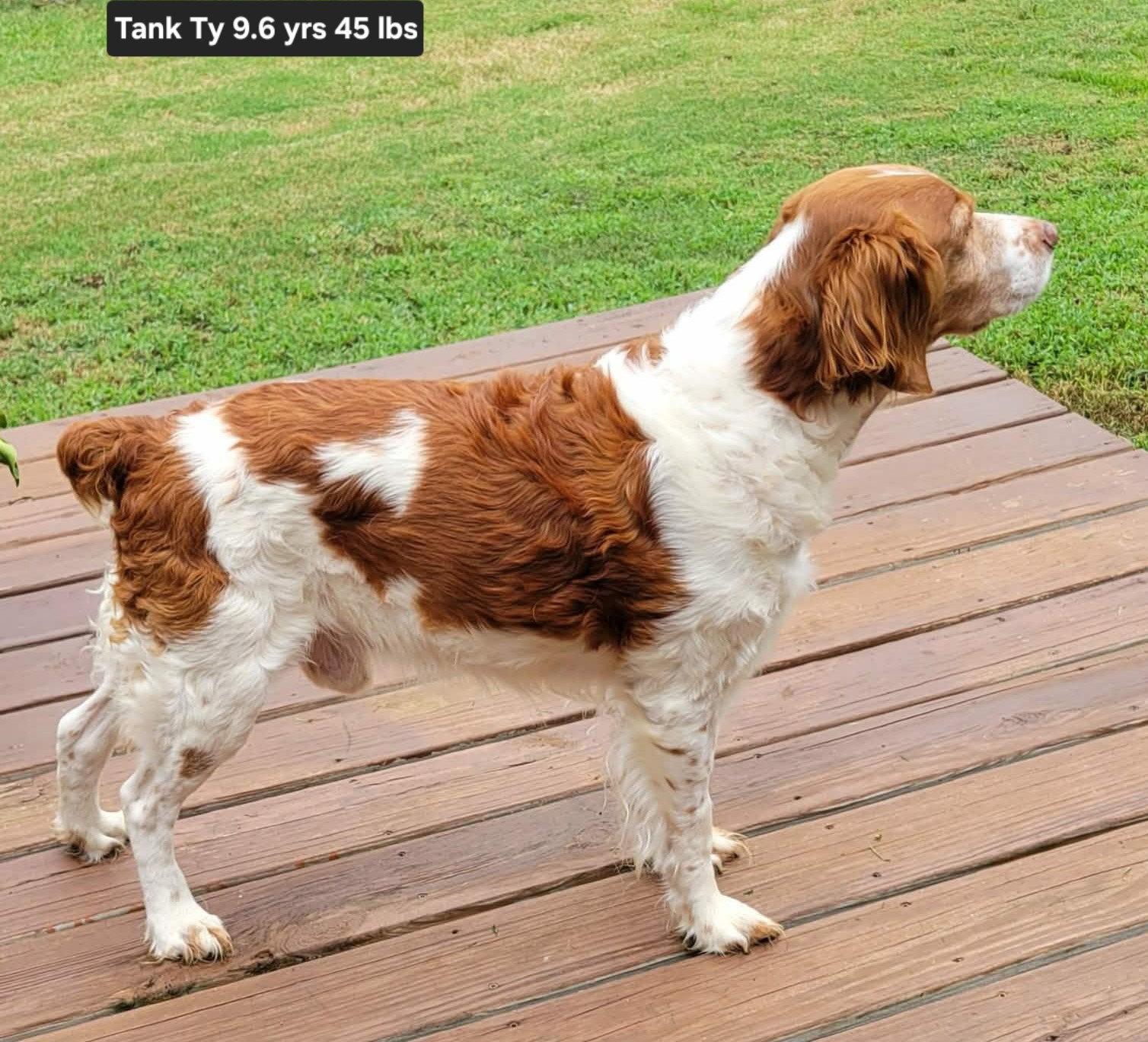 OK/Tank (TX), Adoptable, Adult Male Brittany Spaniel.