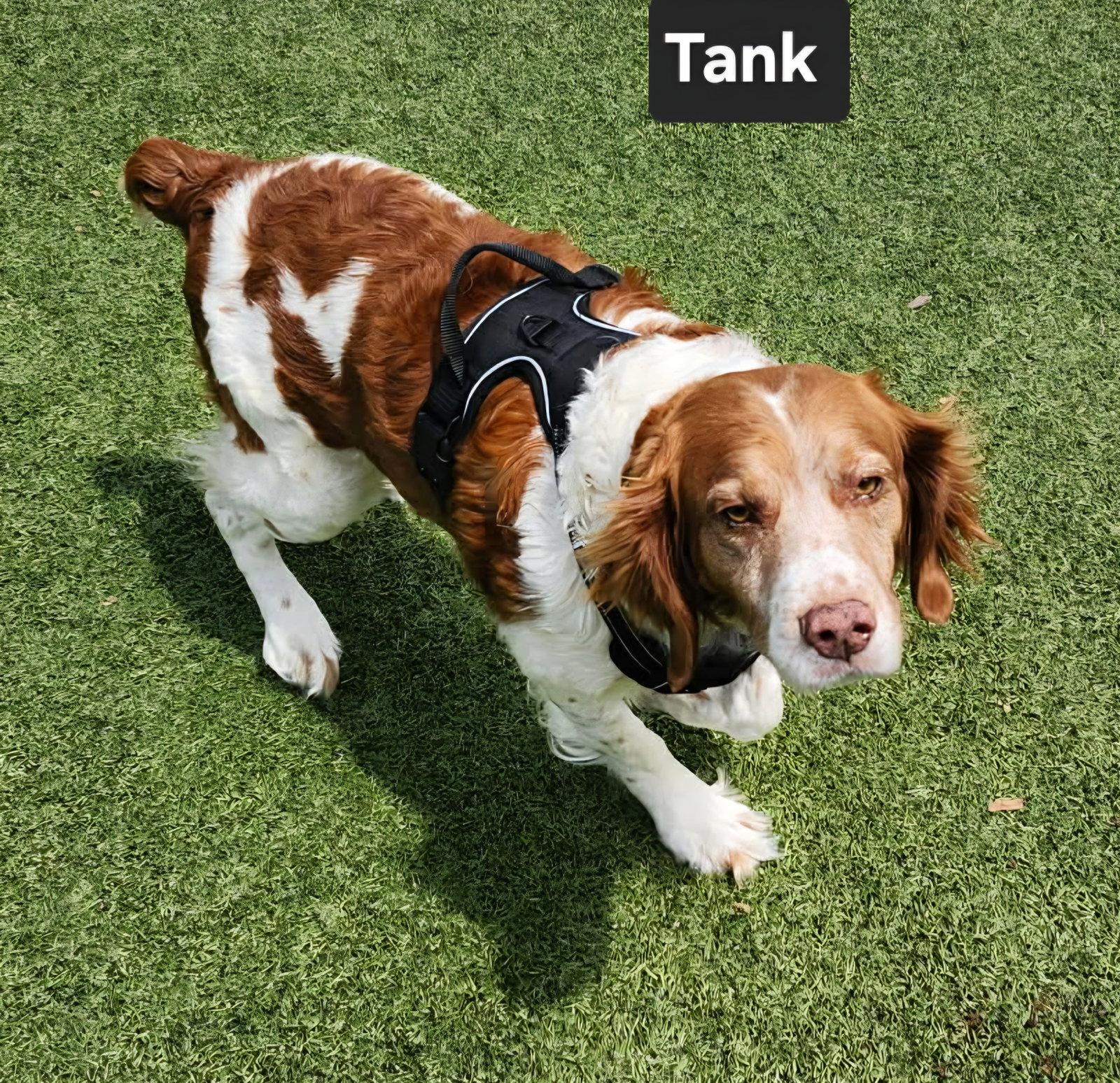 OK/Tank (TX), a Adoptable Brittany Spaniel in Baldwinsville, NY image 2/3