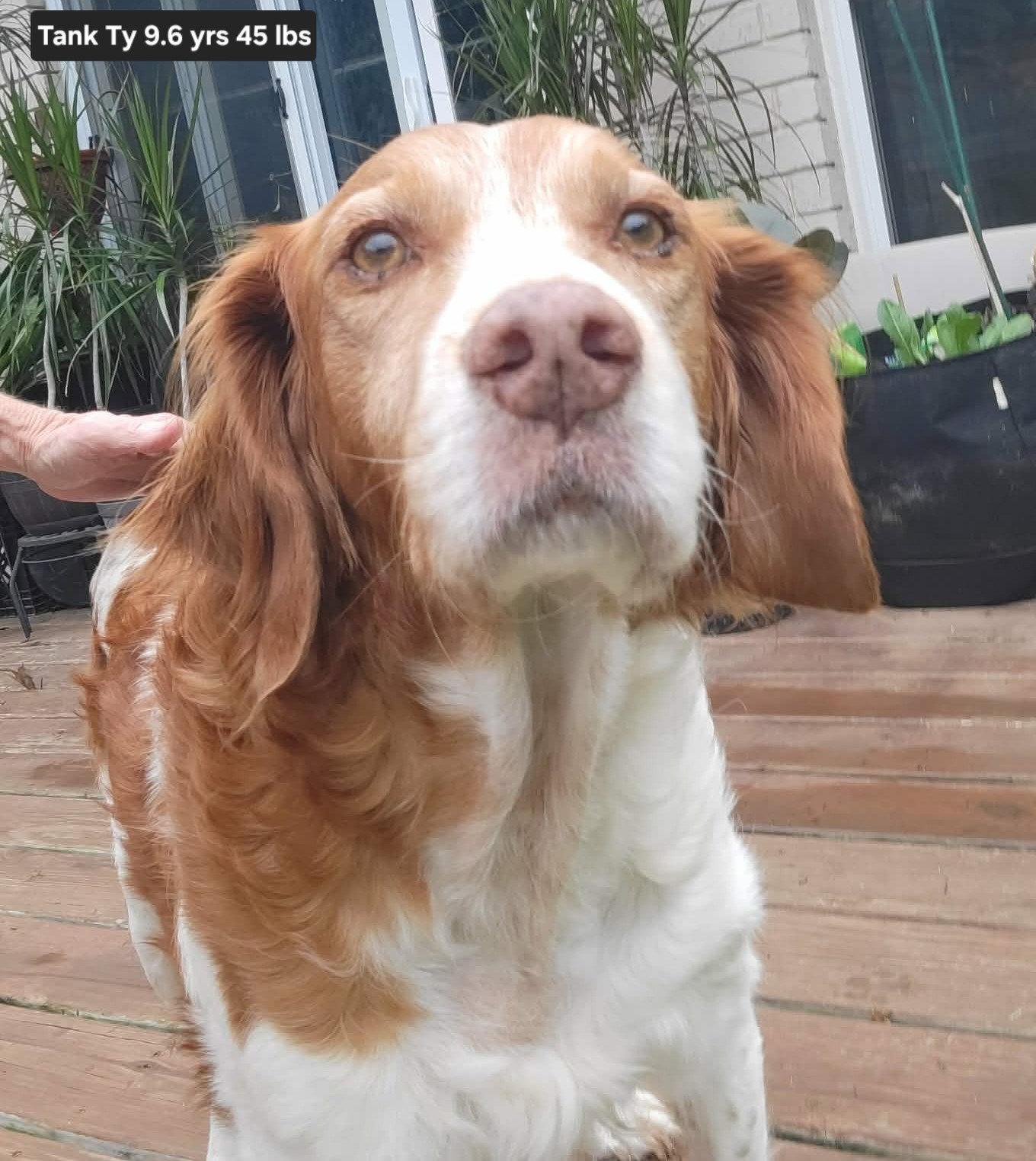 OK/Tank (TX), a Adoptable Brittany Spaniel in Baldwinsville, NY image 3/3