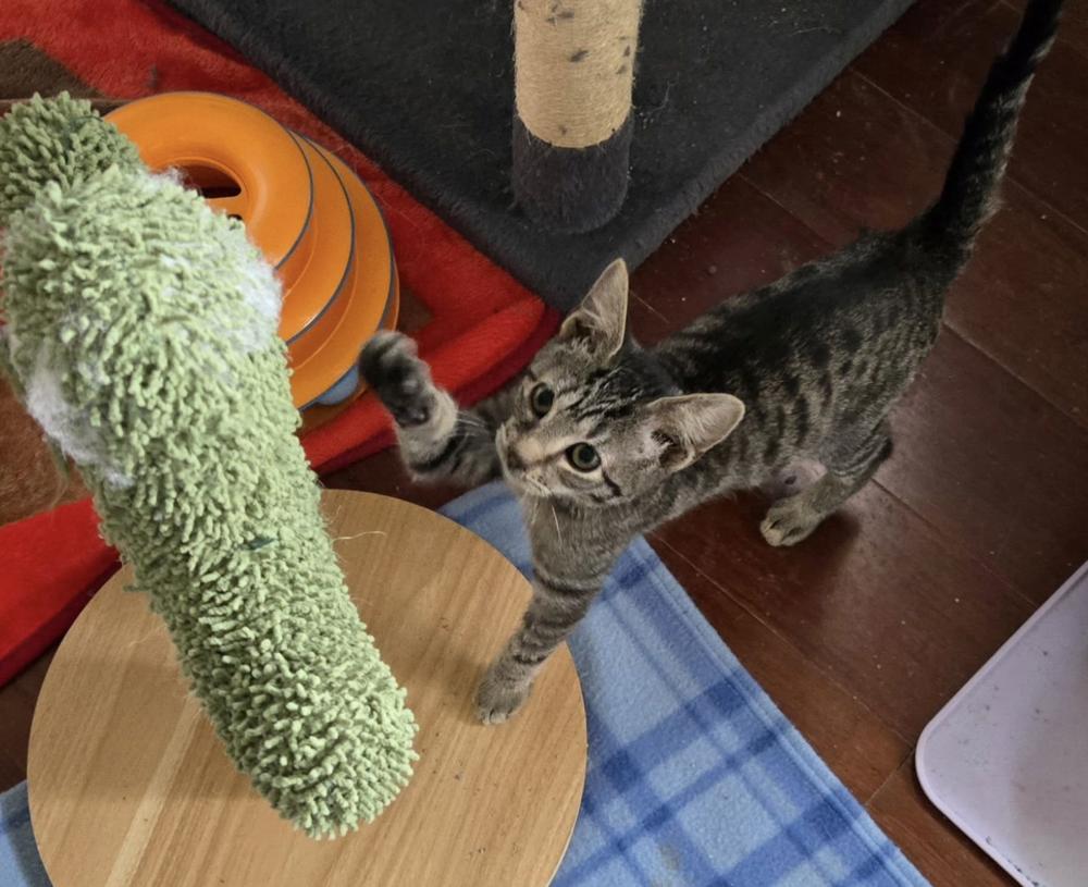 Bond Kittens: Oddball, Adoptable, Kitten Male Exotic Shorthair.