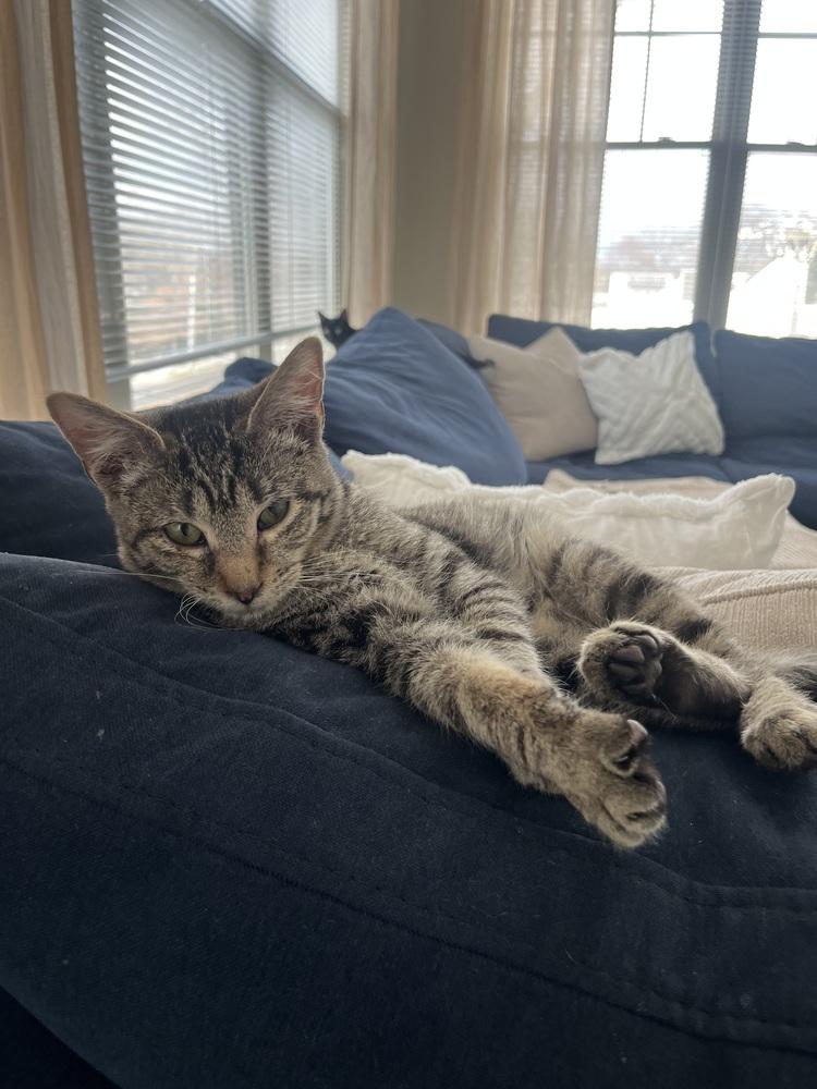 Enlarge Bond Kittens: Oddball, a Adoptable Exotic Shorthair in Warren, CT image 2/6