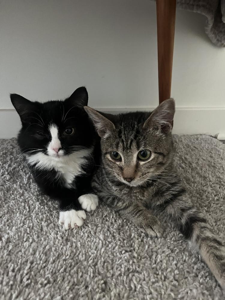 Enlarge Bond Kittens: Oddball, a Adoptable Exotic Shorthair in Warren, CT image 4/6