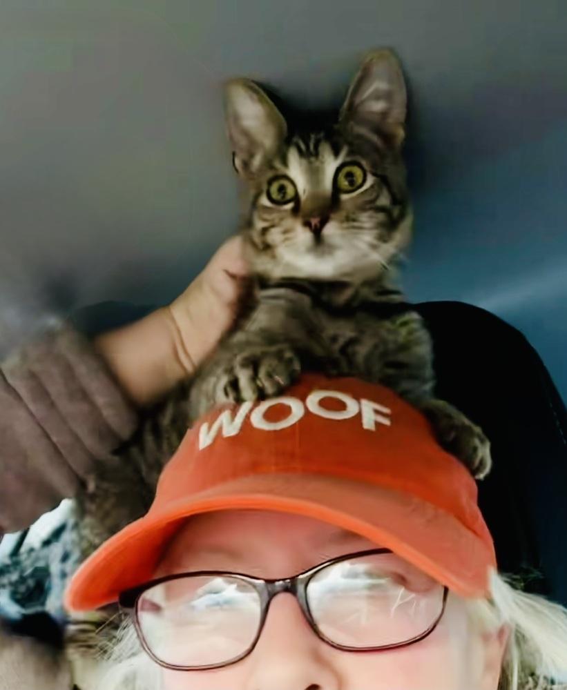 Enlarge Bond Kittens: Oddball, a Adoptable Exotic Shorthair in Warren, CT image 5/6