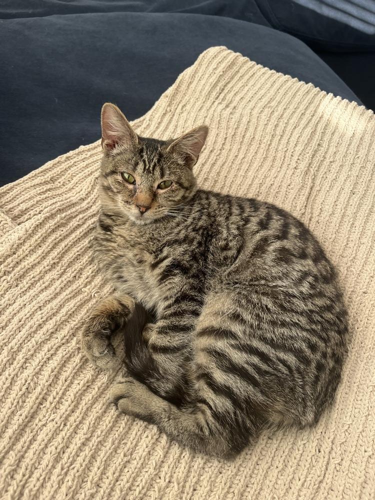 Enlarge Bond Kittens: Oddball, a Adoptable Exotic Shorthair in Warren, CT image 6/6