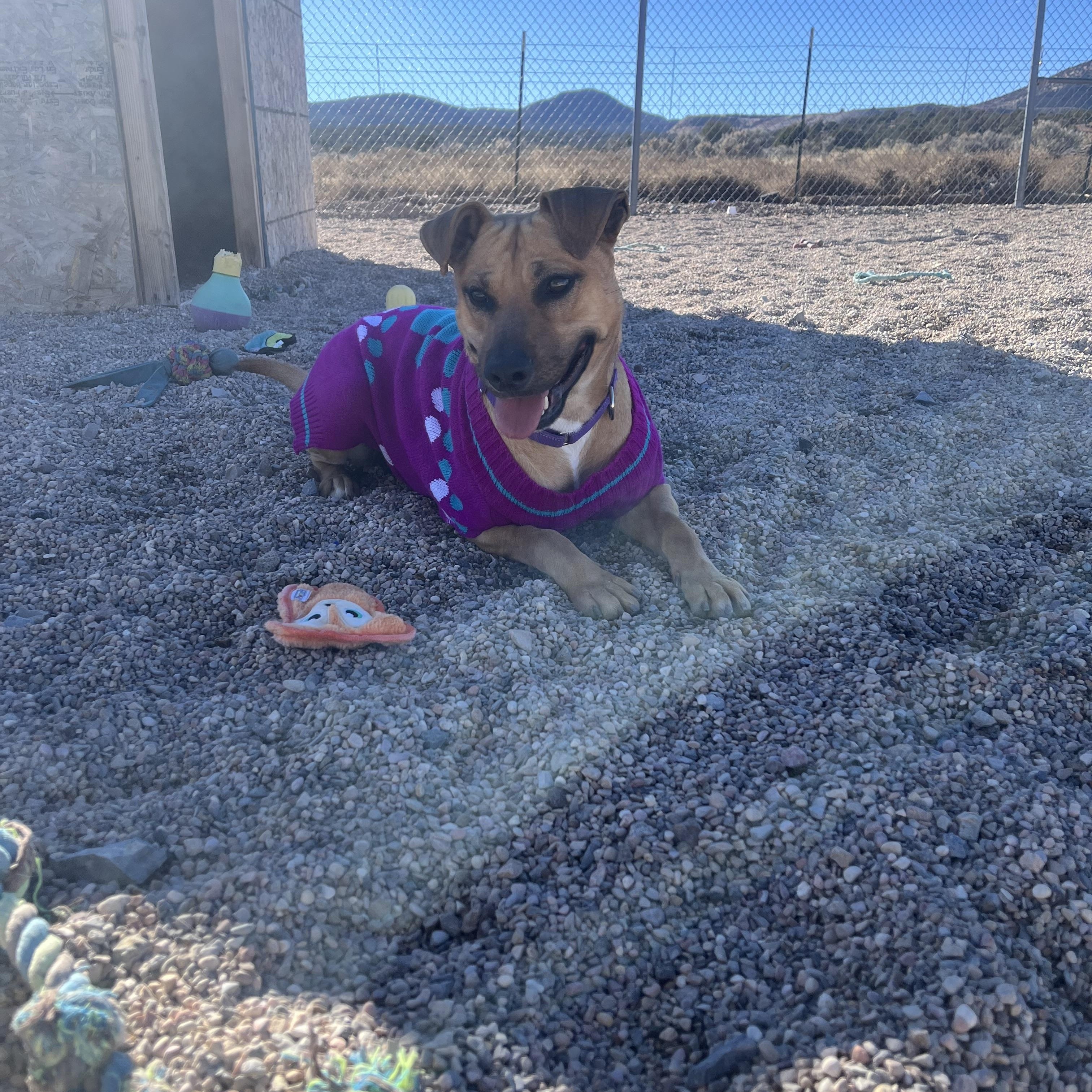 Charlie, Adoptable, Adult Female Black Mouth Cur & Yellow Labrador Retriever.