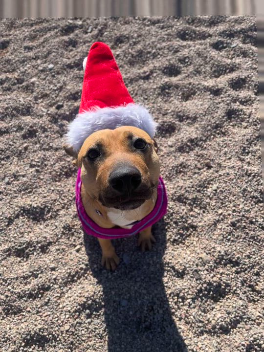 Enlarge Charlie, a Adoptable mixed breed in Cedar City, UT video 4/4