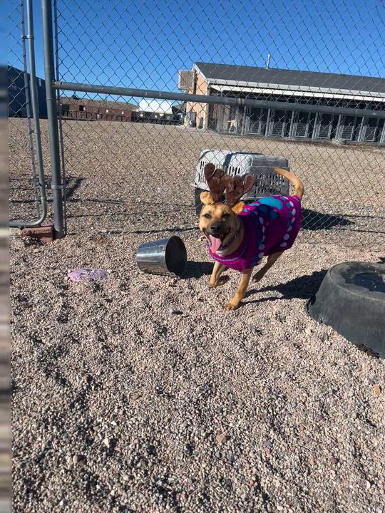 Enlarge Charlie, a Adoptable mixed breed in Cedar City, UT video 3/4