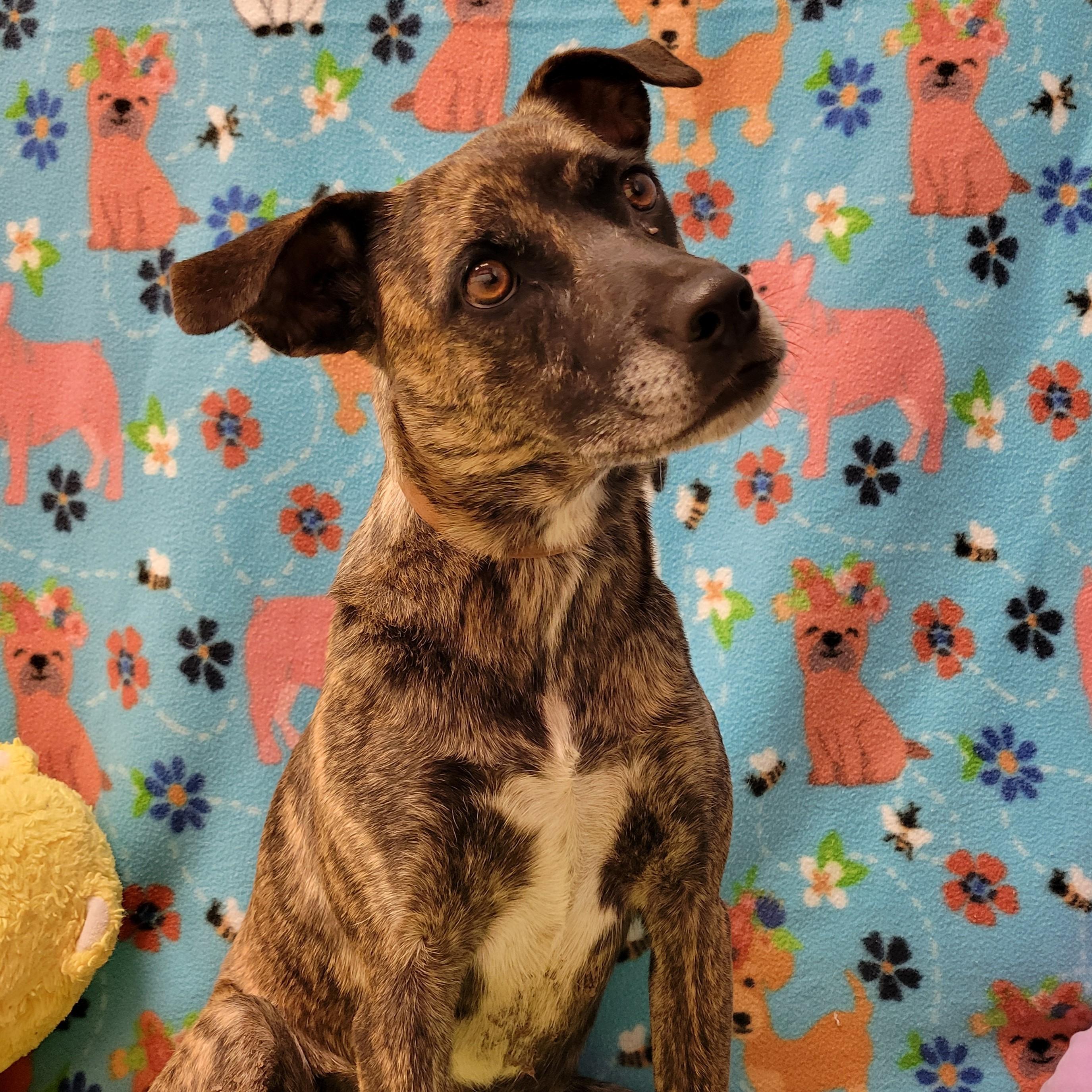 Perdi, ADOPTABLE, Adult Female Mixed Breed.