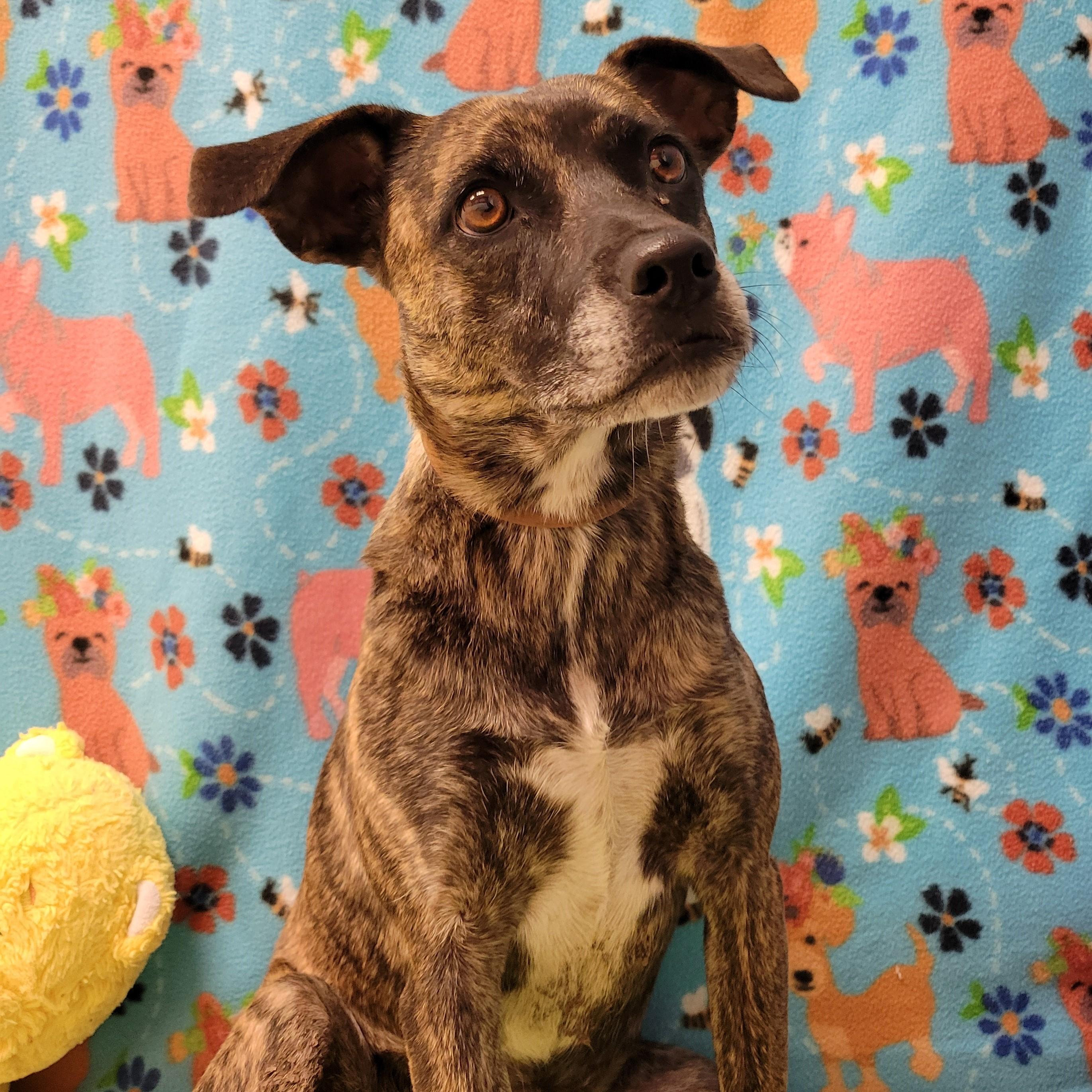 Enlarge Perdi, a ADOPTABLE mixed breed in ALPINE, TX image 2/5