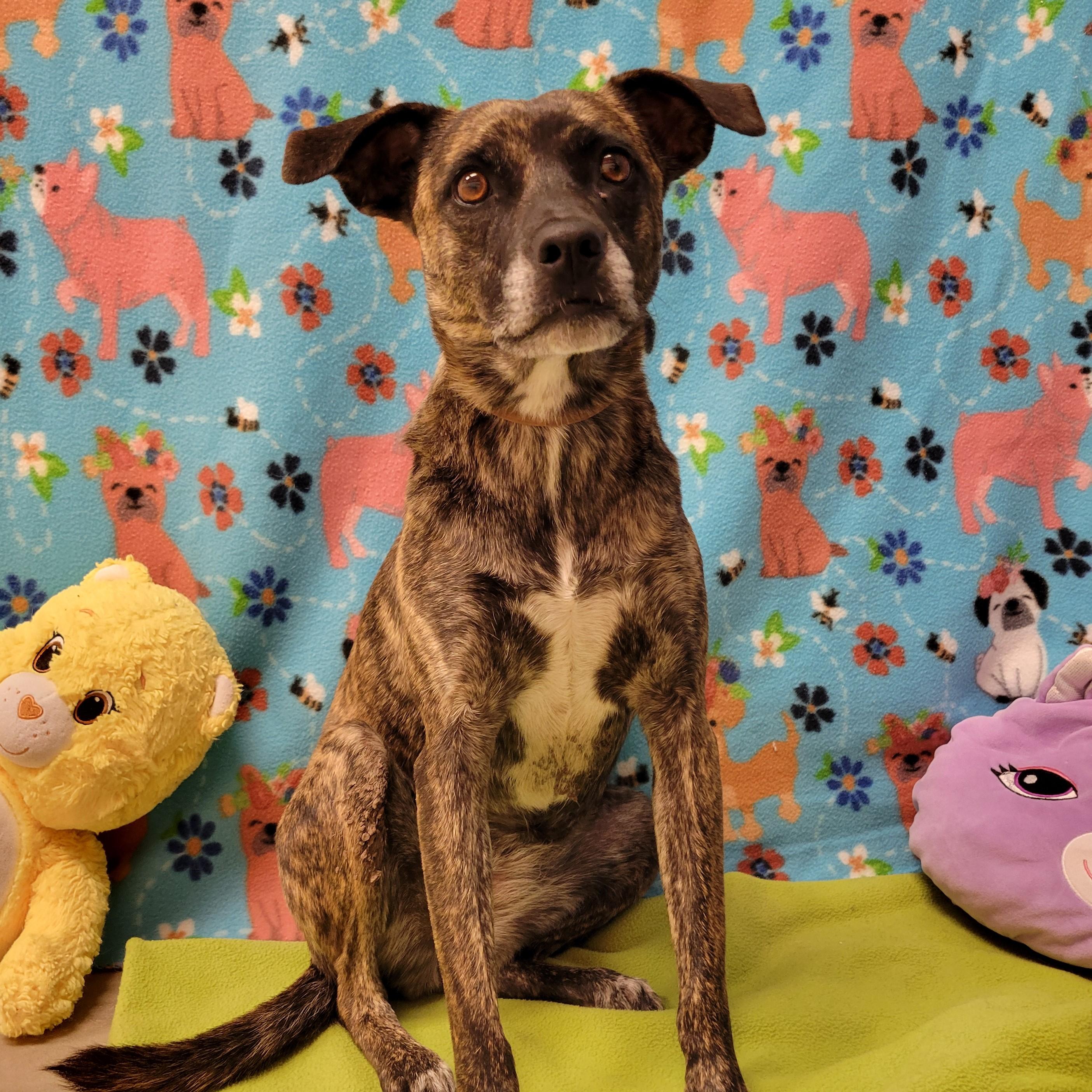 Enlarge Perdi, a ADOPTABLE mixed breed in ALPINE, TX image 4/5