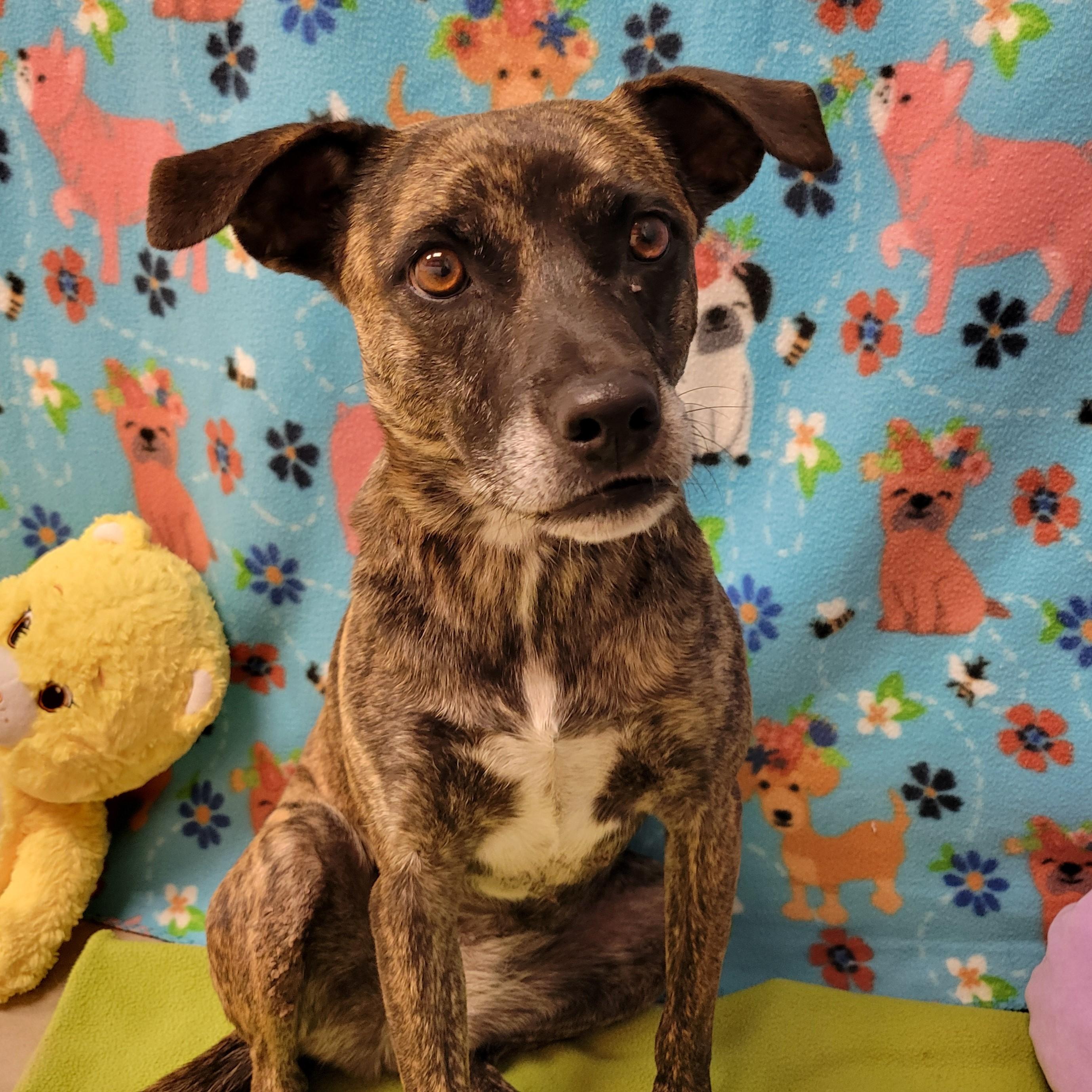 Enlarge Perdi, a ADOPTABLE mixed breed in ALPINE, TX image 3/5