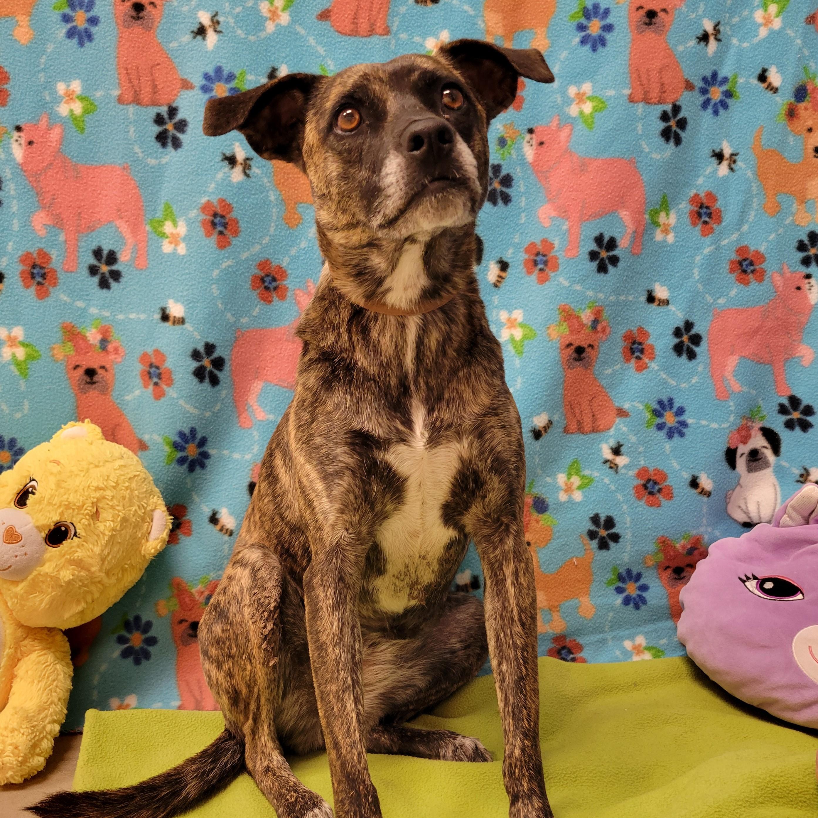 Enlarge Perdi, a ADOPTABLE mixed breed in ALPINE, TX image 5/5