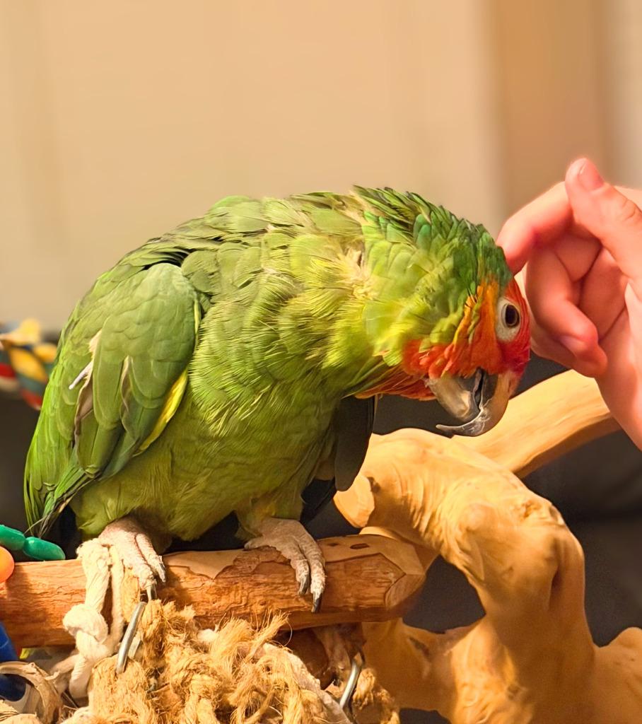 Enlarge Max, a Adoptable Amazon in Ballwin, MO image 1/4