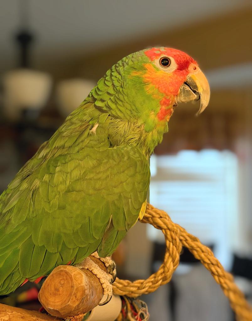 Enlarge Max, a Adoptable Amazon in Ballwin, MO image 3/6