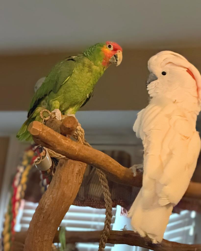 Enlarge Max, a Adoptable Amazon in Ballwin, MO image 4/6