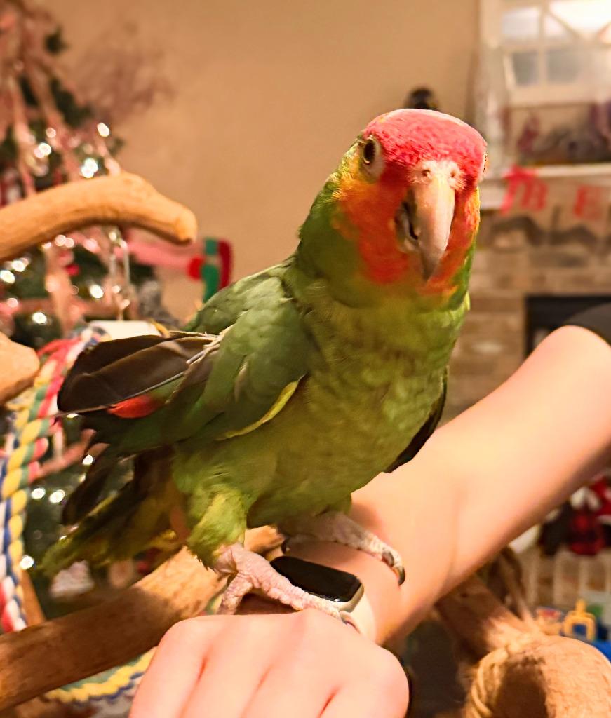 Enlarge Max, a Adoptable Amazon in Ballwin, MO image 3/4