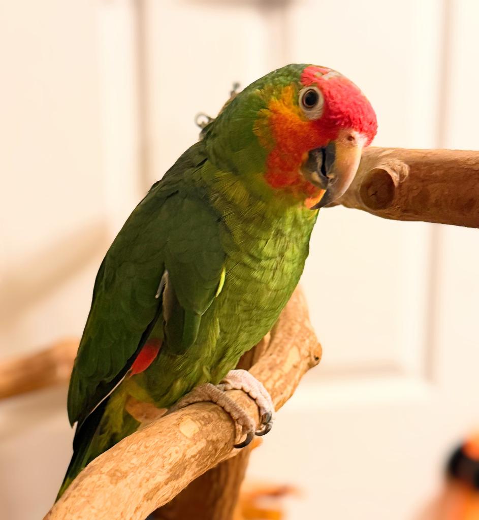 Enlarge Max, a Adoptable Amazon in Ballwin, MO image 4/4