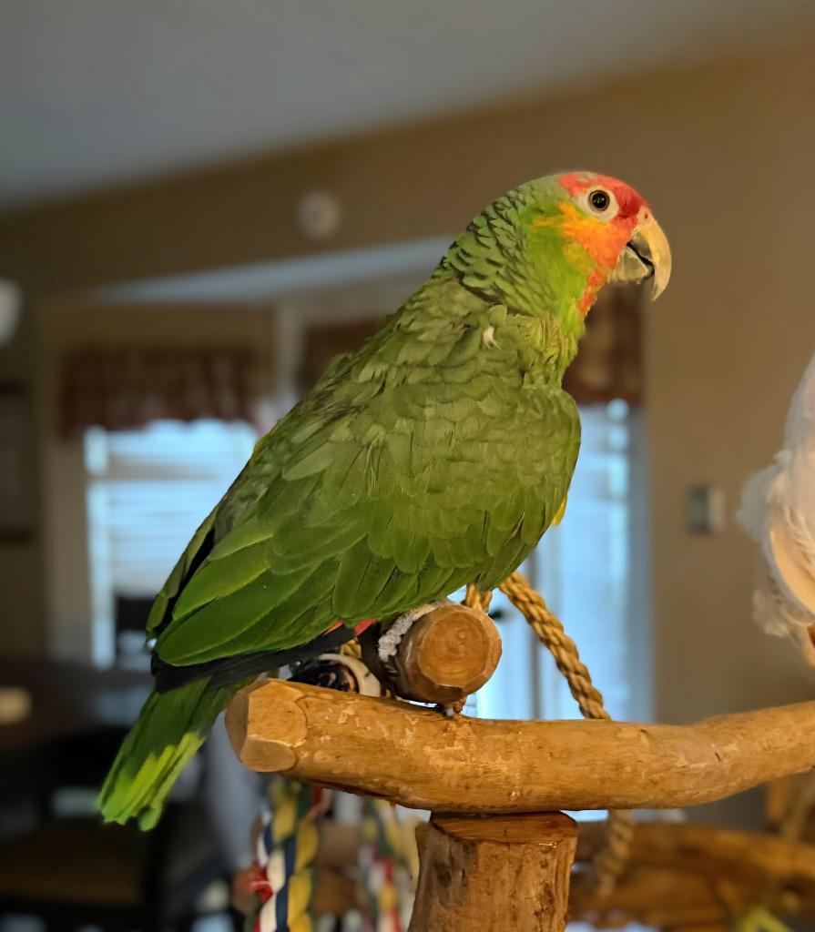 Enlarge Max, a Adoptable Amazon in Ballwin, MO image 6/6