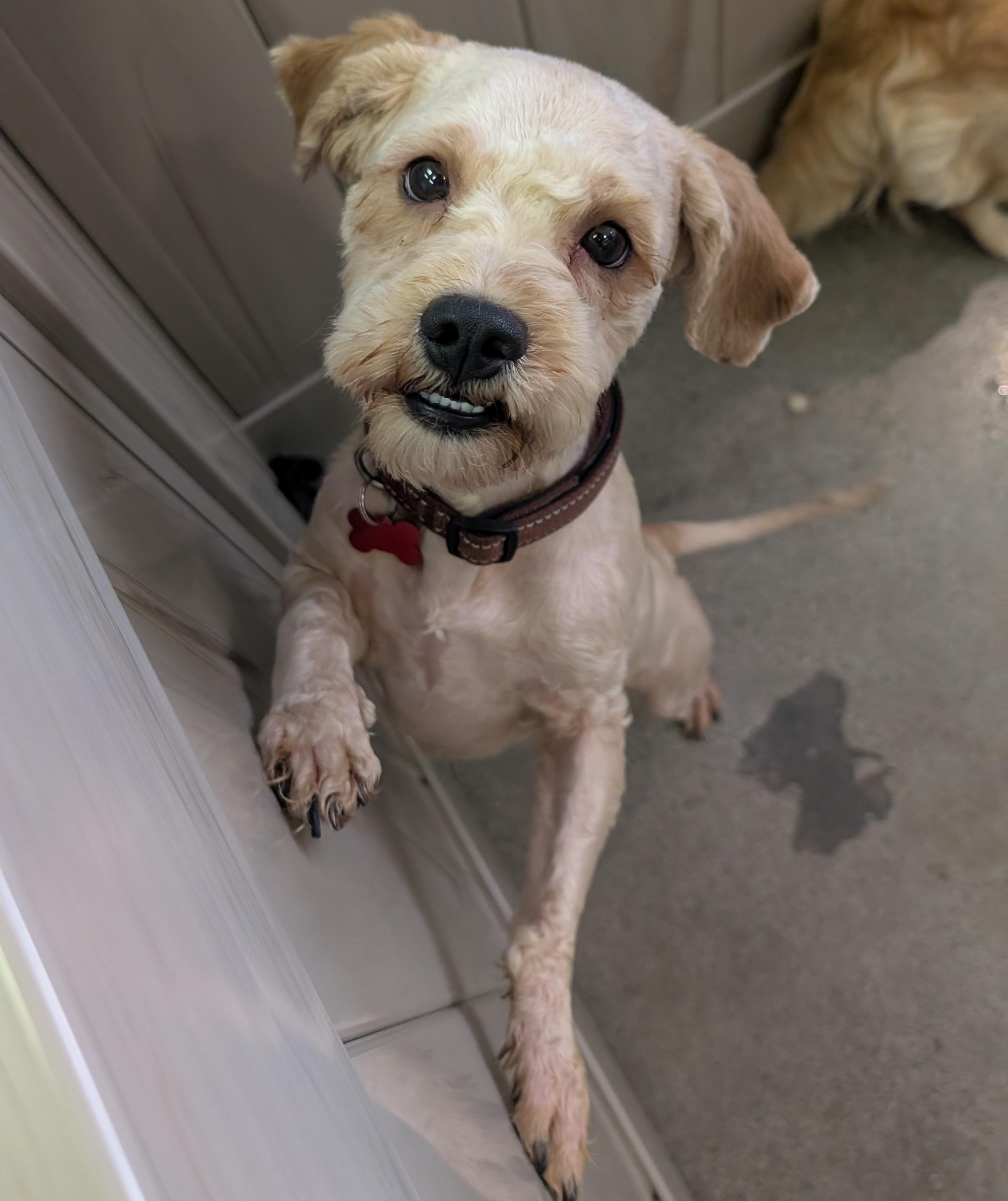 Peter Rabbit , adopted, Adult Male Maltipoo.