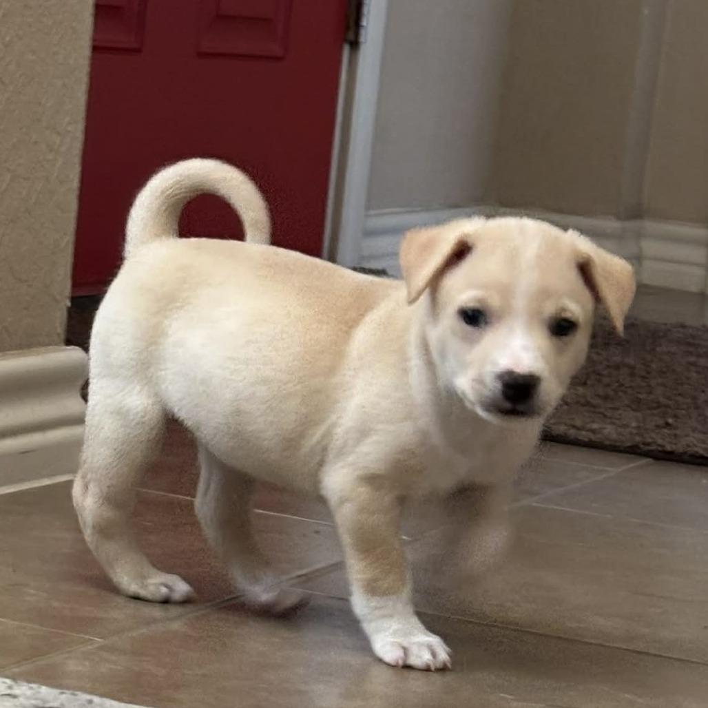 Enlarge Champagne RW, a Adoptable mixed breed in Blue Springs, MO image 1/4