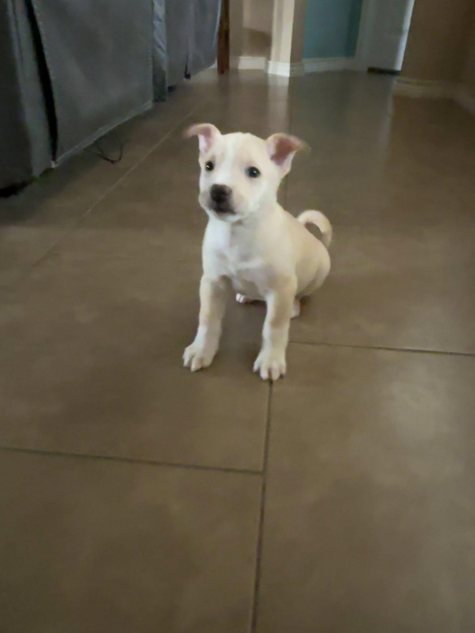 Enlarge Champagne RW, a Adoptable mixed breed in Blue Springs, MO image 4/4