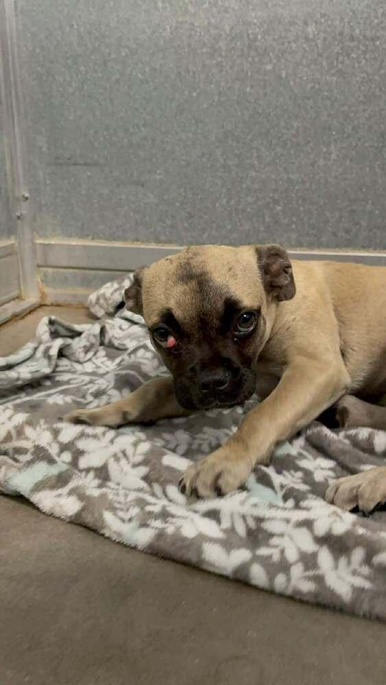 Pepper, Adopted, Puppy Female Pug.