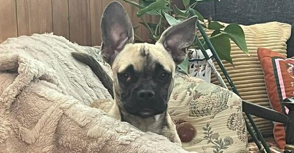 Enlarge Pepper, a Adopted mixed breed in Eagle, ID image 2/3