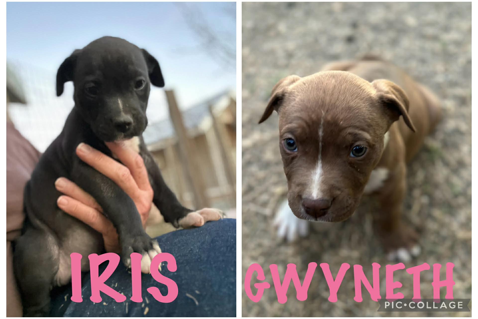 Enlarge #Lucky pups! 5 girls, 1 boy, a Adoptable mixed breed in Hagerstown, MD image 4/6