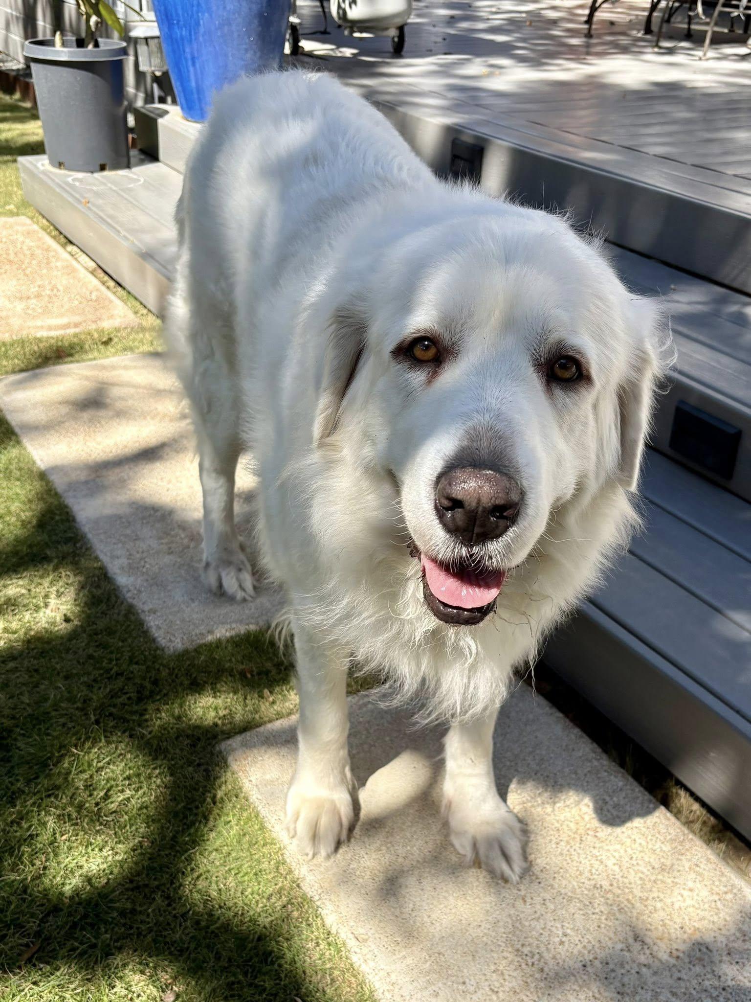 Lucy, a Adoptable Great Pyrenees in Dallas, TX image 1/3