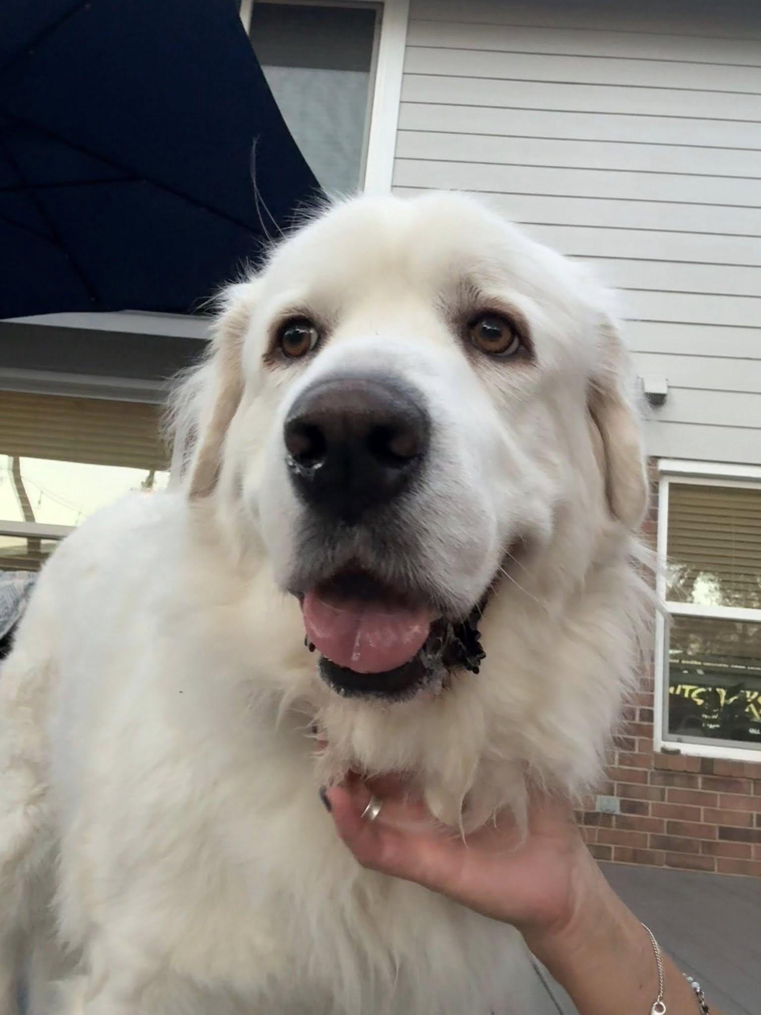 Lucy, a Adoptable Great Pyrenees in Dallas, TX image 2/3