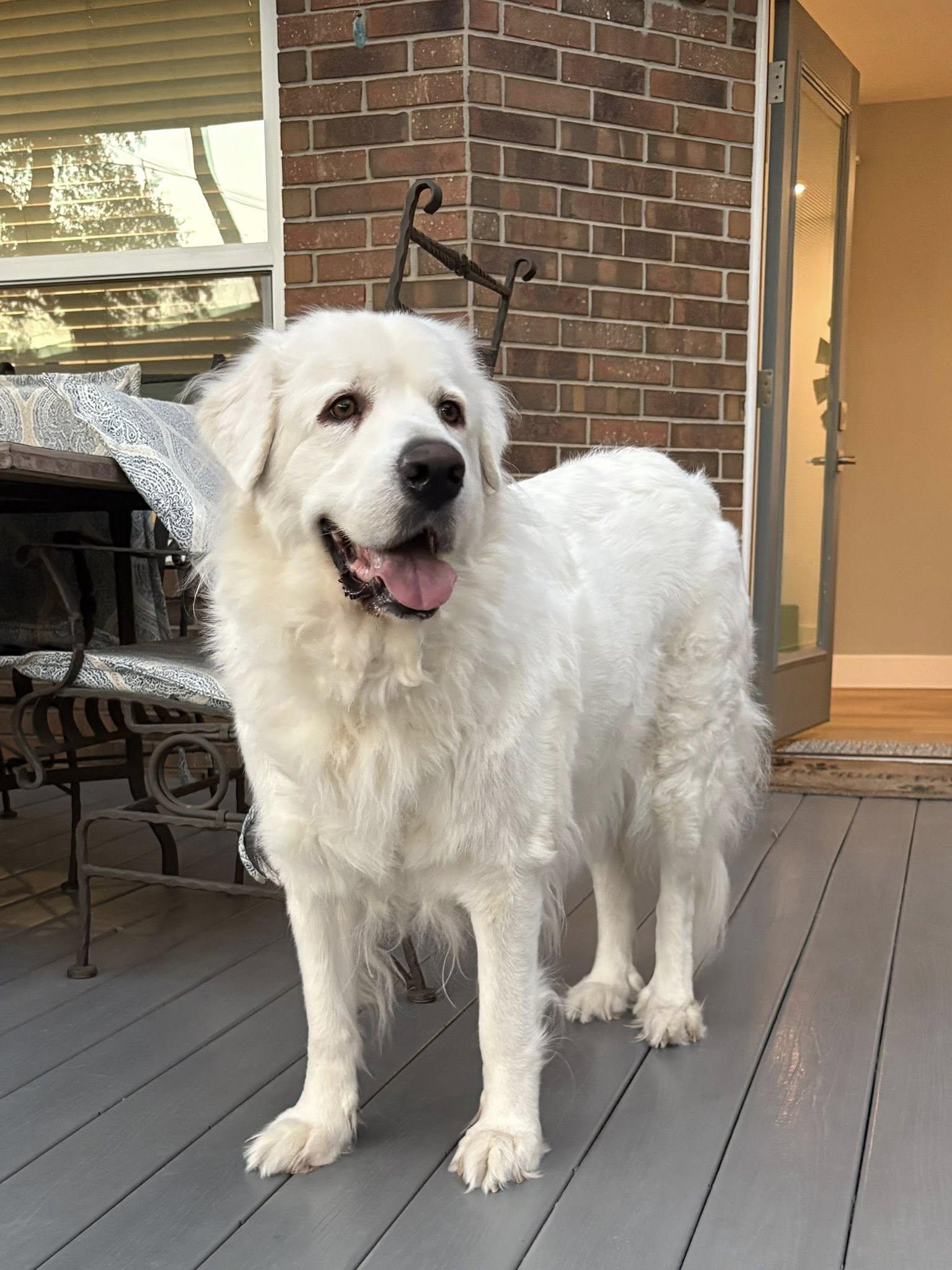 Lucy, a Adoptable Great Pyrenees in Dallas, TX image 3/3