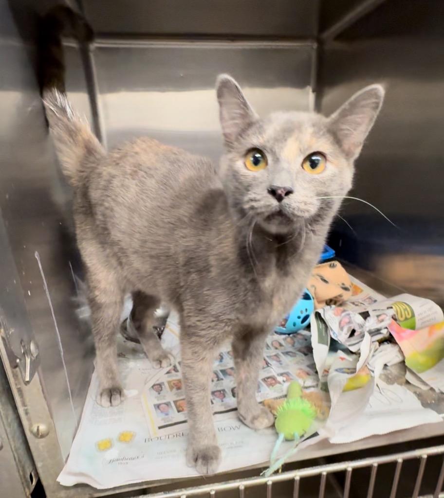 23-1248C, Adoptable, Kitten Female Domestic Short Hair.