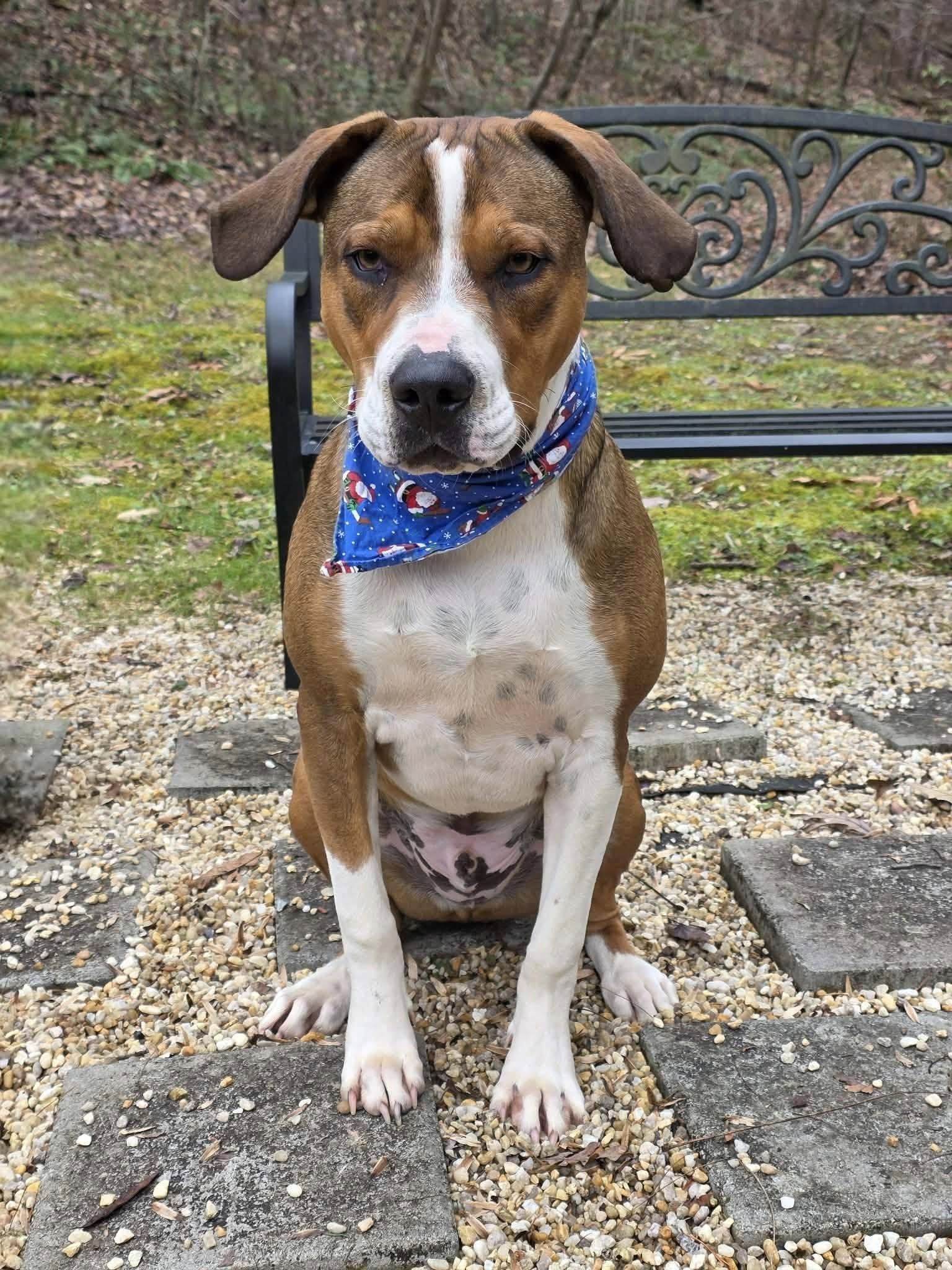 Enlarge ERNEST, a ADOPTABLE mixed breed in Sevierville, TN image 1/3