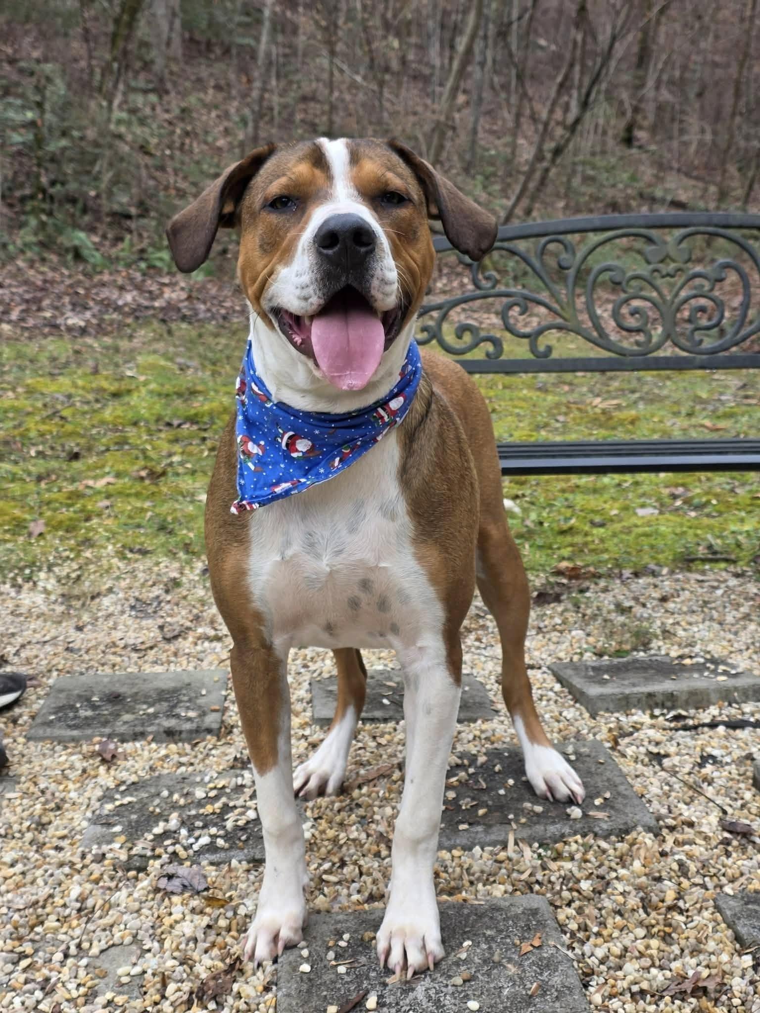 Enlarge ERNEST, a ADOPTABLE mixed breed in Sevierville, TN image 2/3