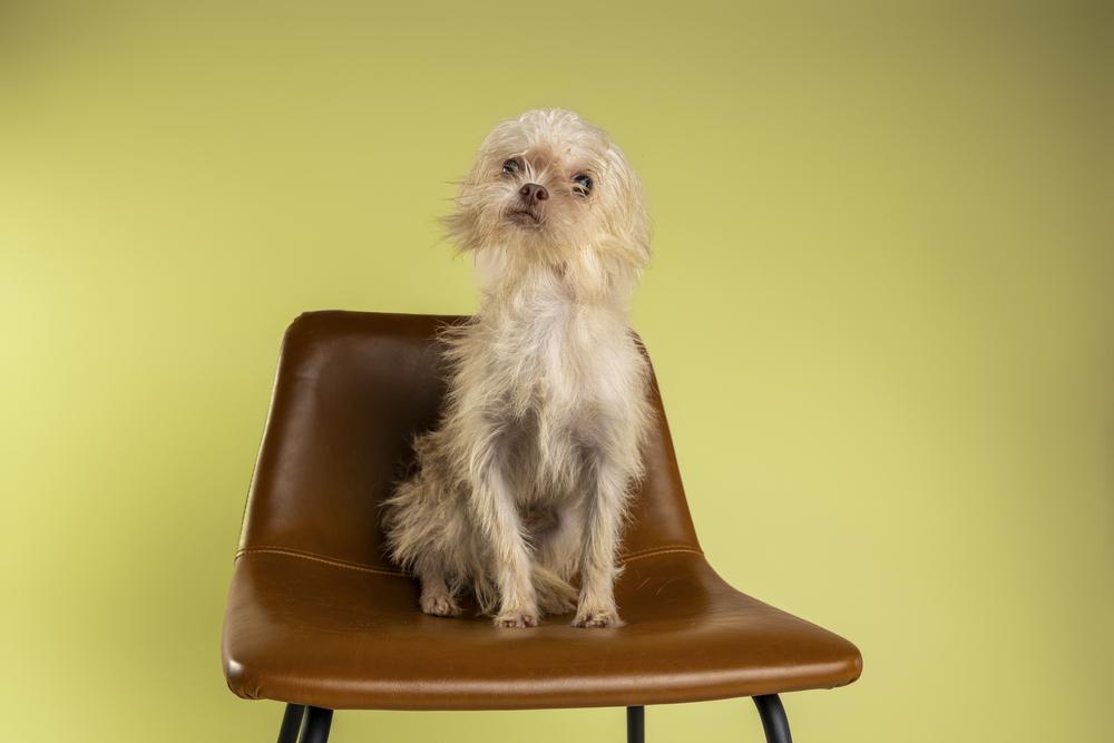 Enlarge Reuben, a Adoptable mixed breed in Wolcott, CT image 1/6