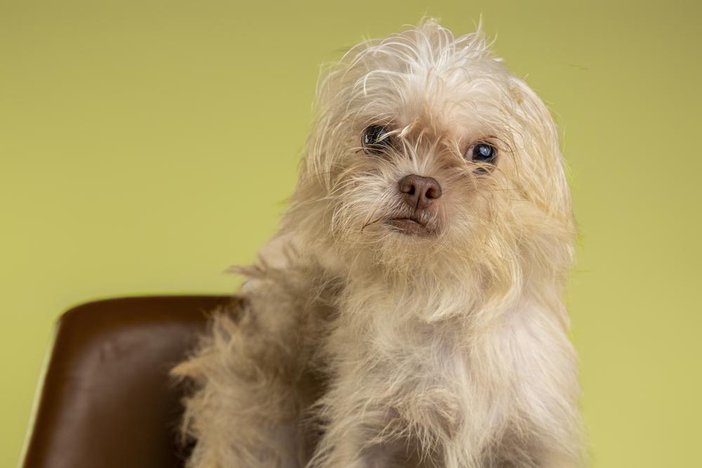 Enlarge Reuben, a Adoptable mixed breed in Wolcott, CT image 2/6